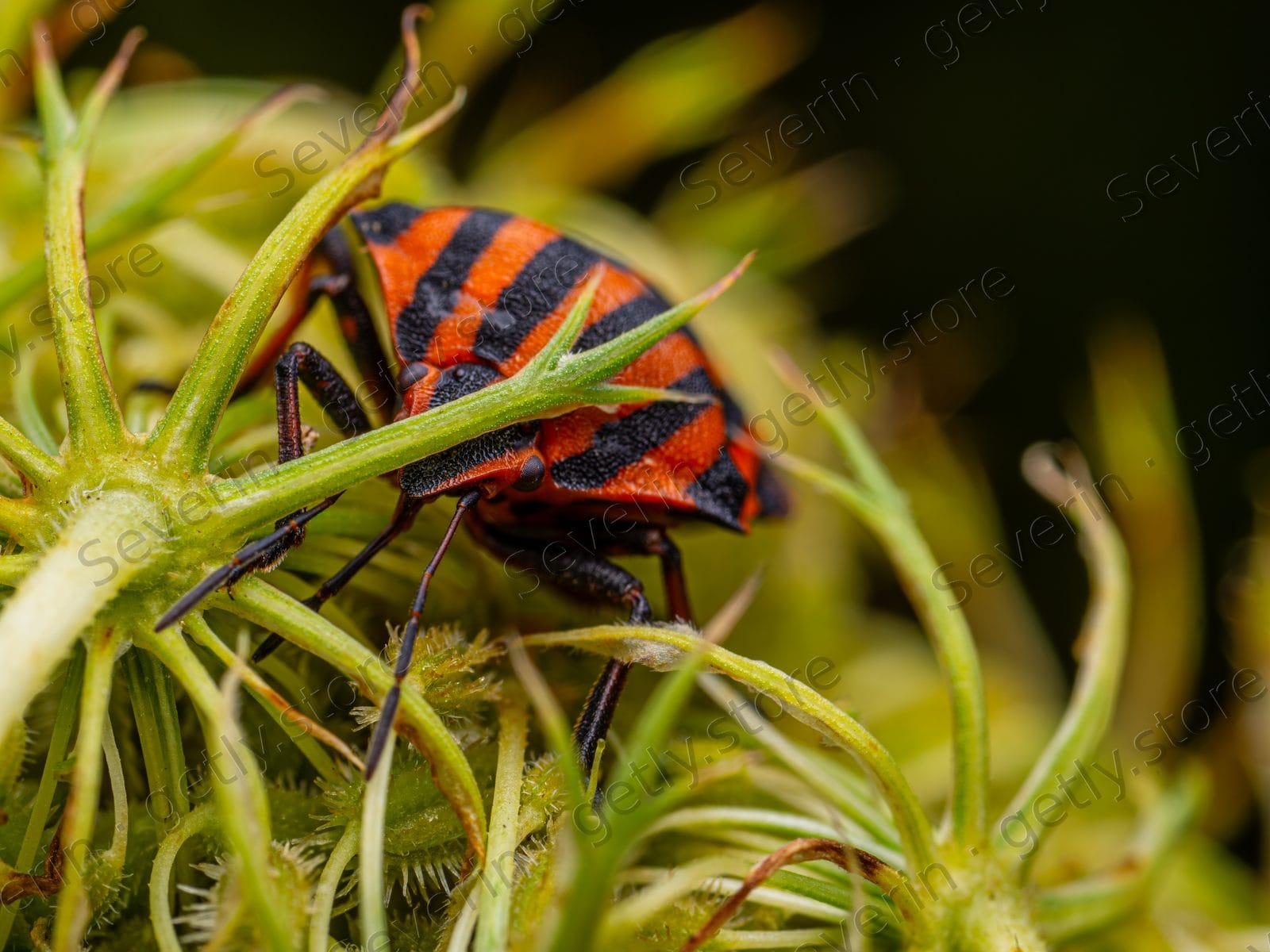 Striped shield bug tucked in a spiky green bud