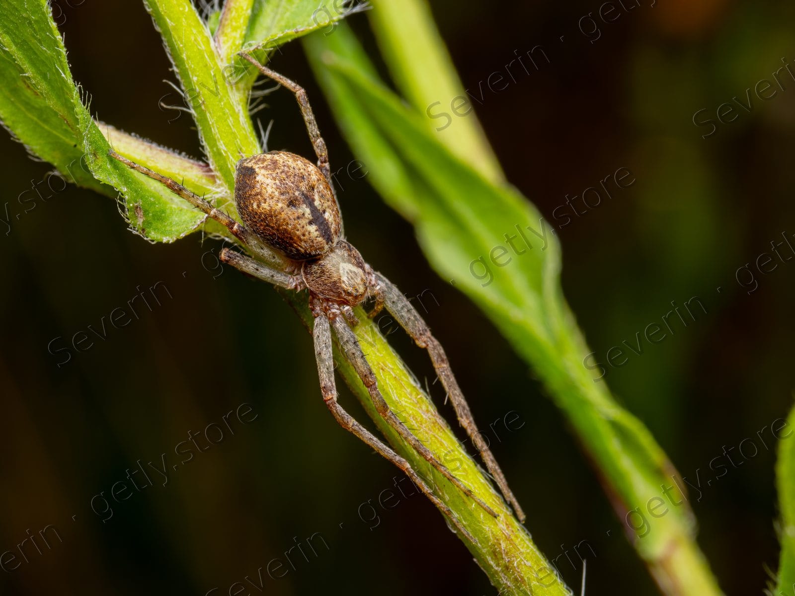 Long-legged brown spider on a green stem