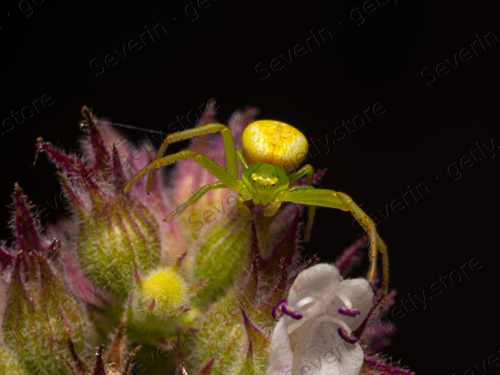 Lime green crab spider on a purple flower bud