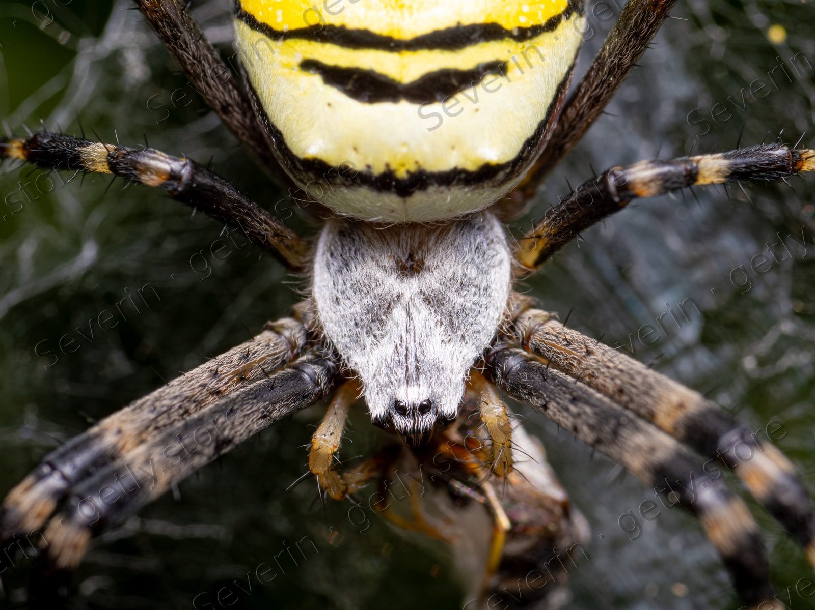 Wasp spider abdomen with yellow-black stripes