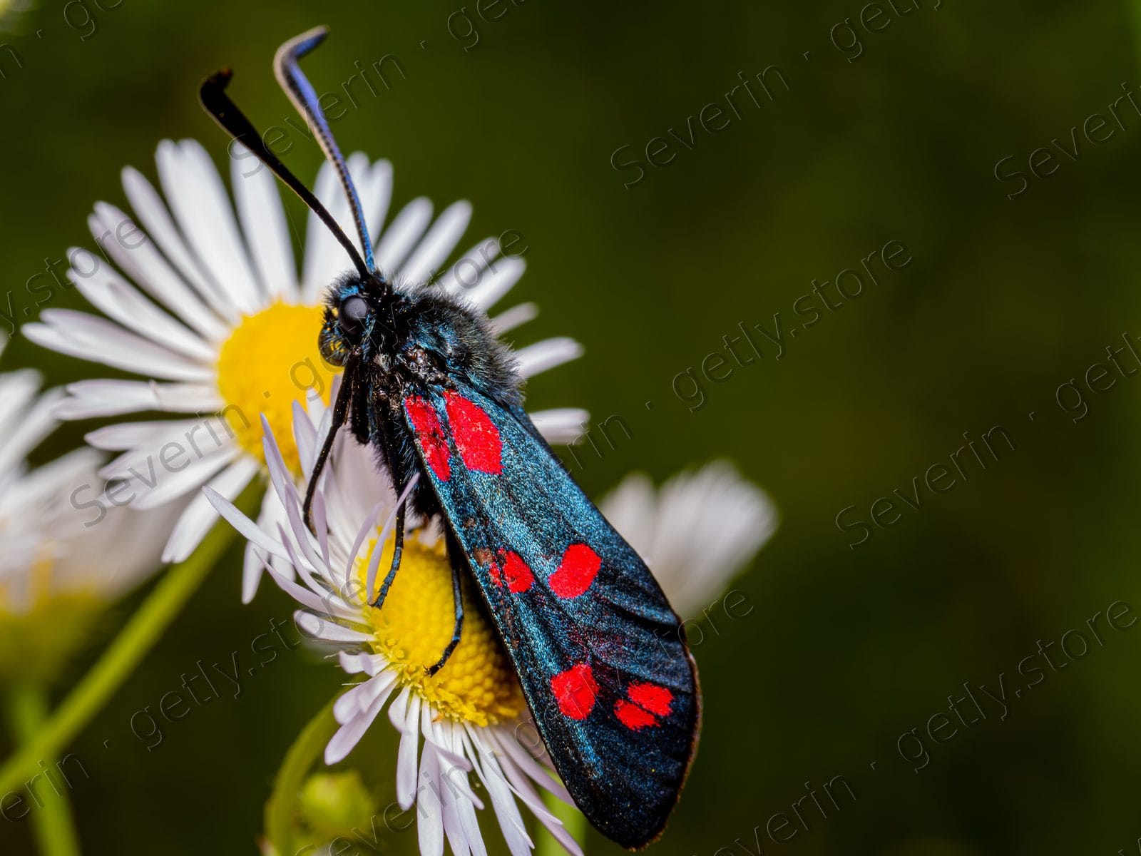 Six-spot burnet moth on a white daisy