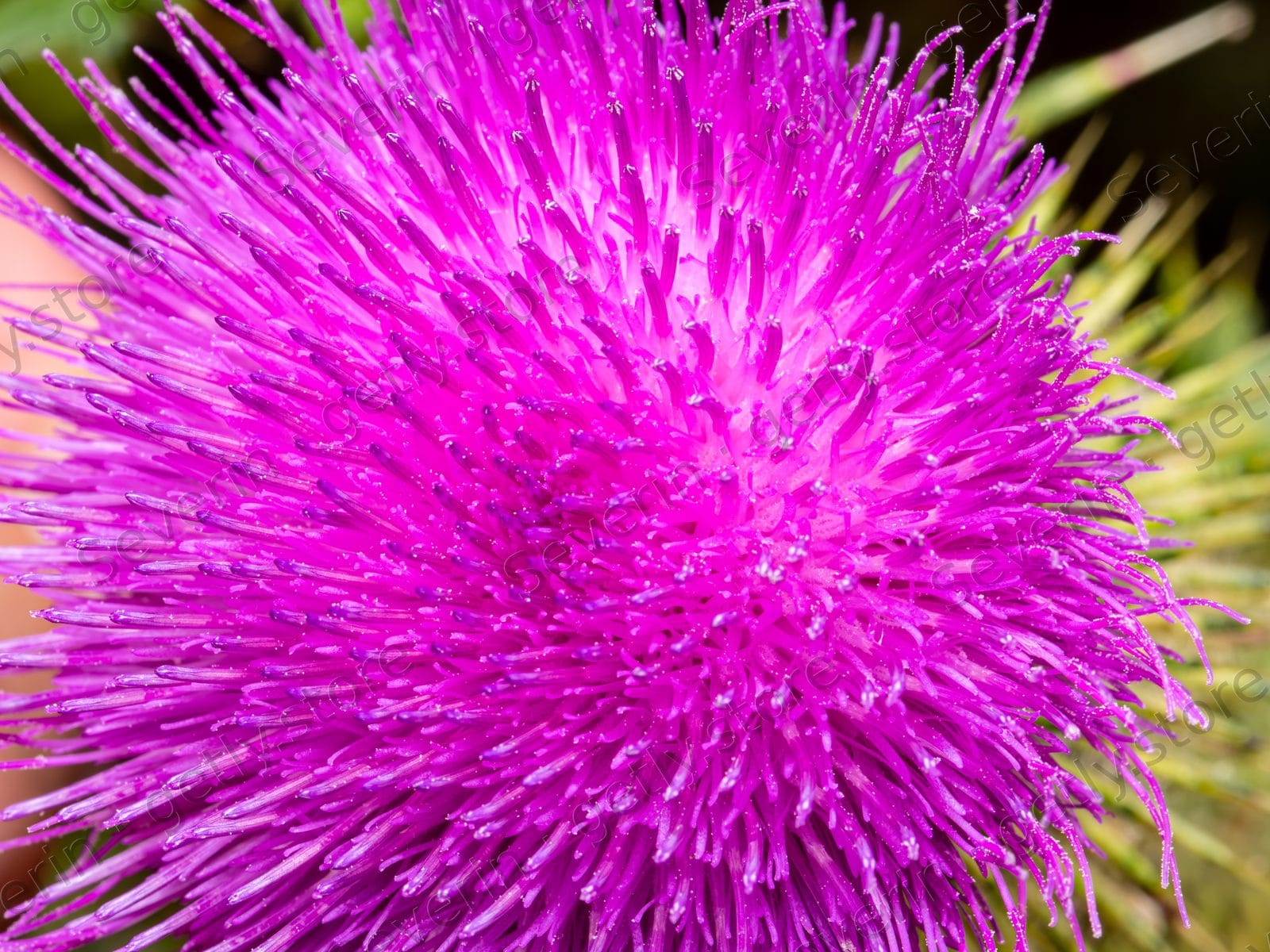 Spiky magenta thistle flower close-up