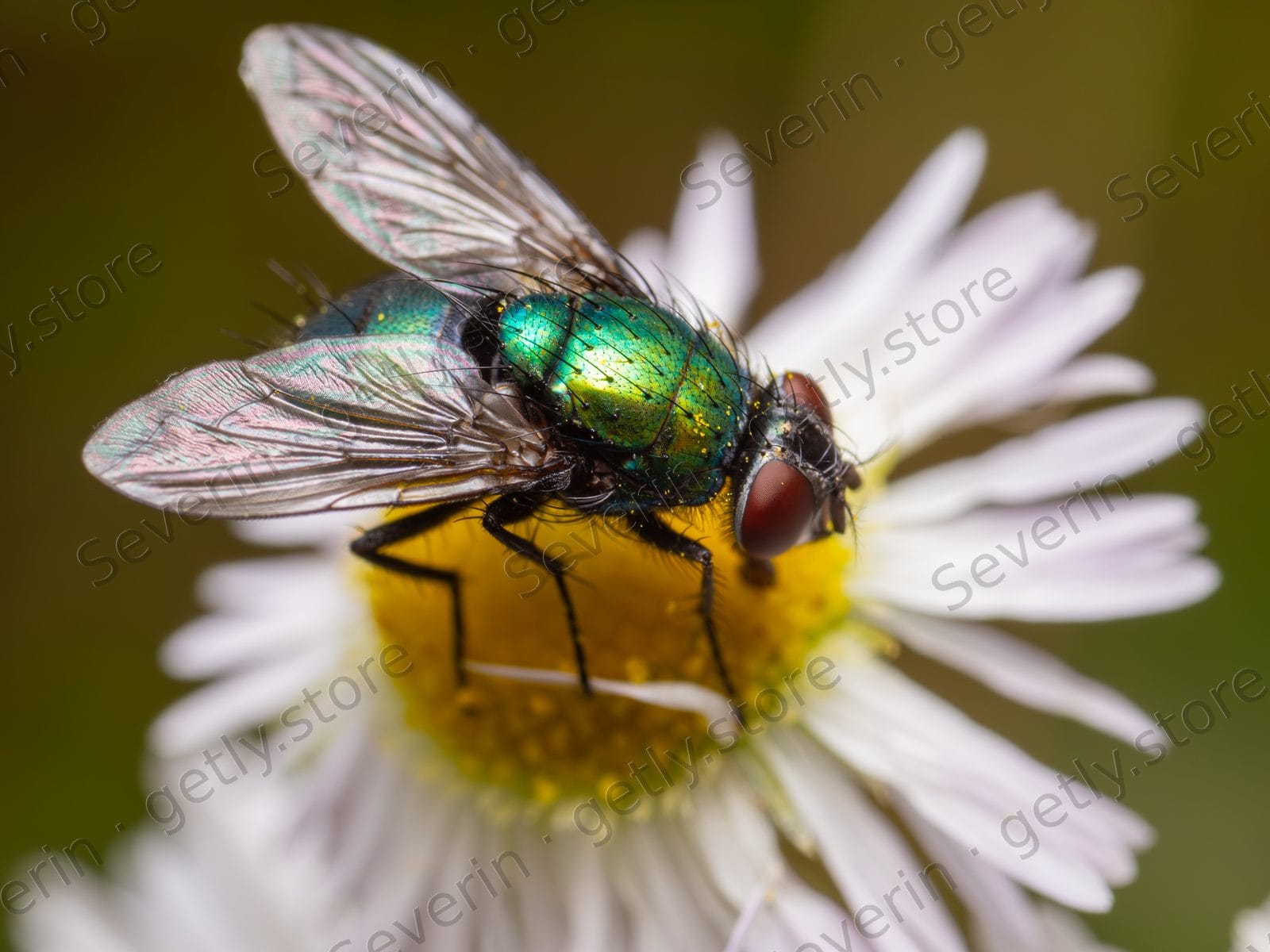 Green bottle fly on white daisy petals