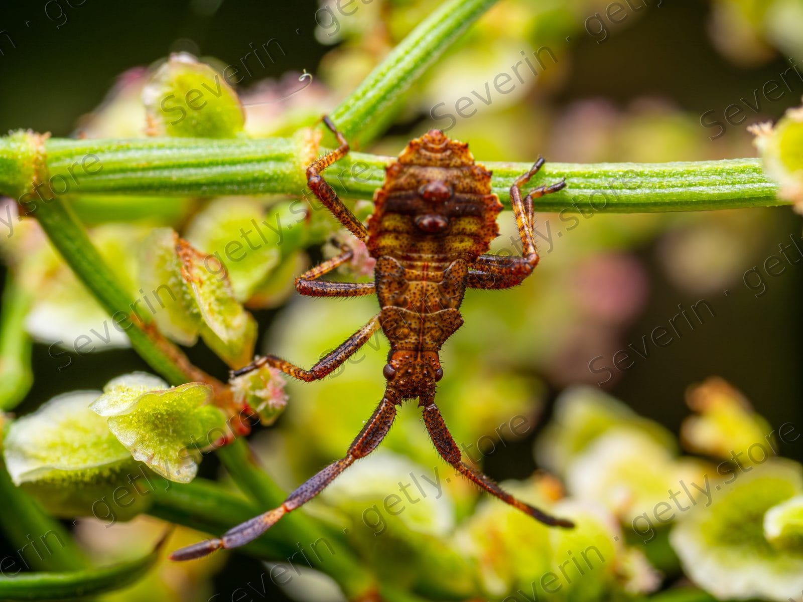 Brown shield bug nymph on a green stem