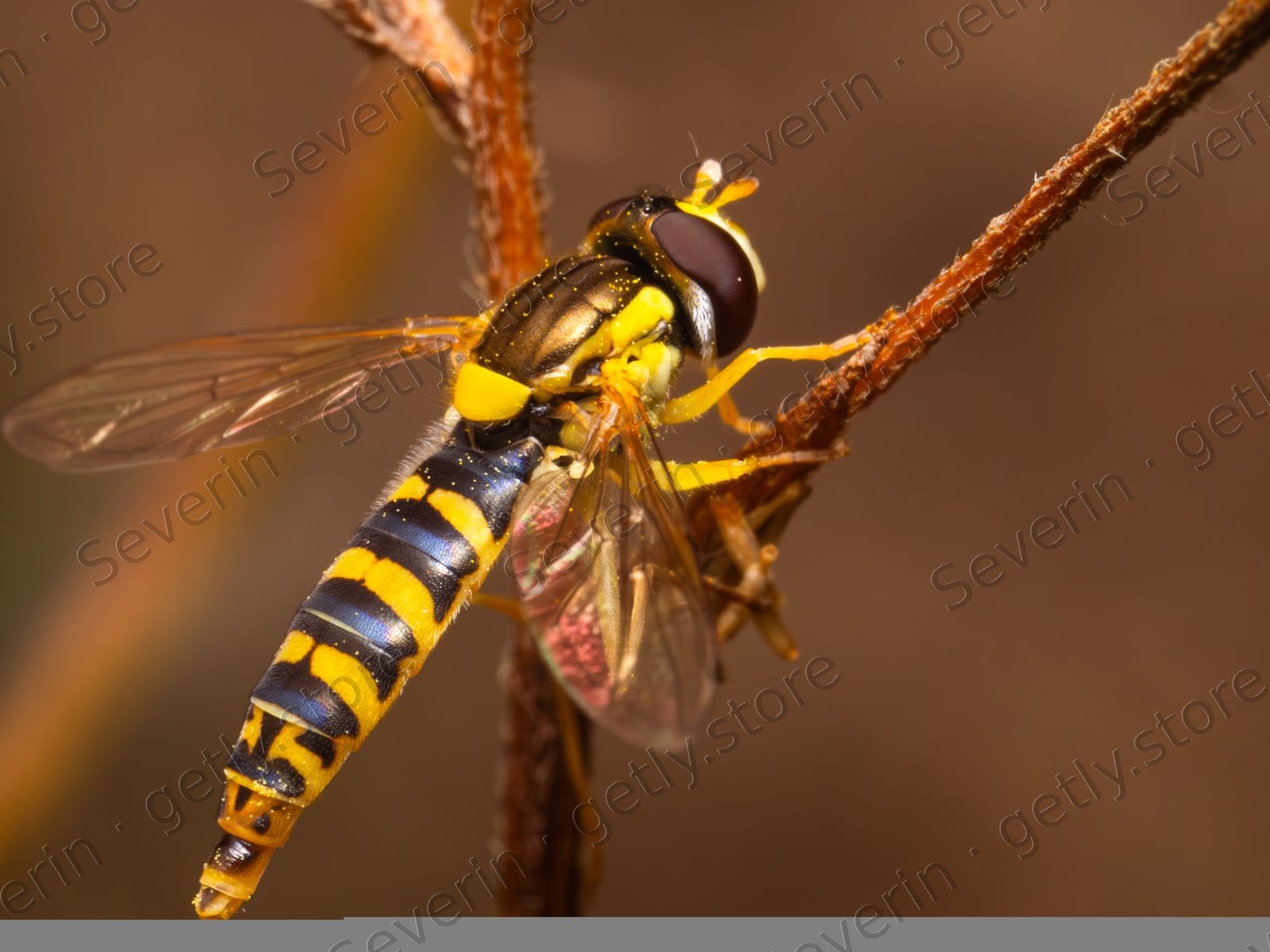 Striped hoverfly perched on a dry twig