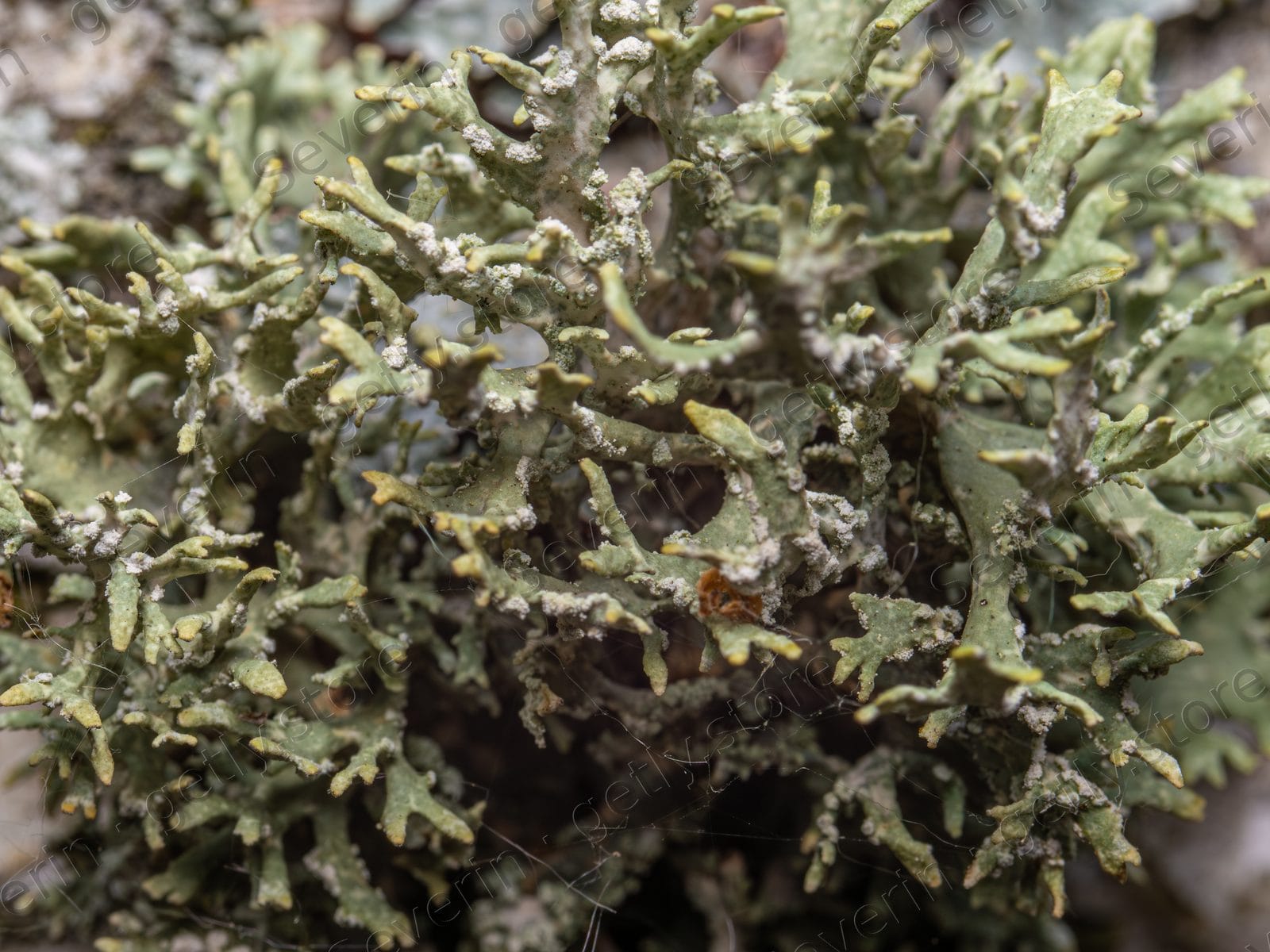 Pale green lichen texture in close-up