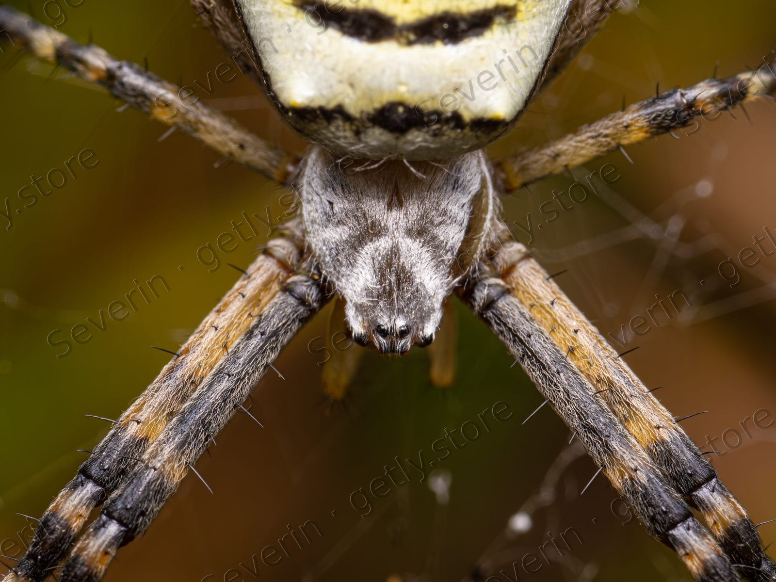 Wasp spider cephalothorax and banded legs