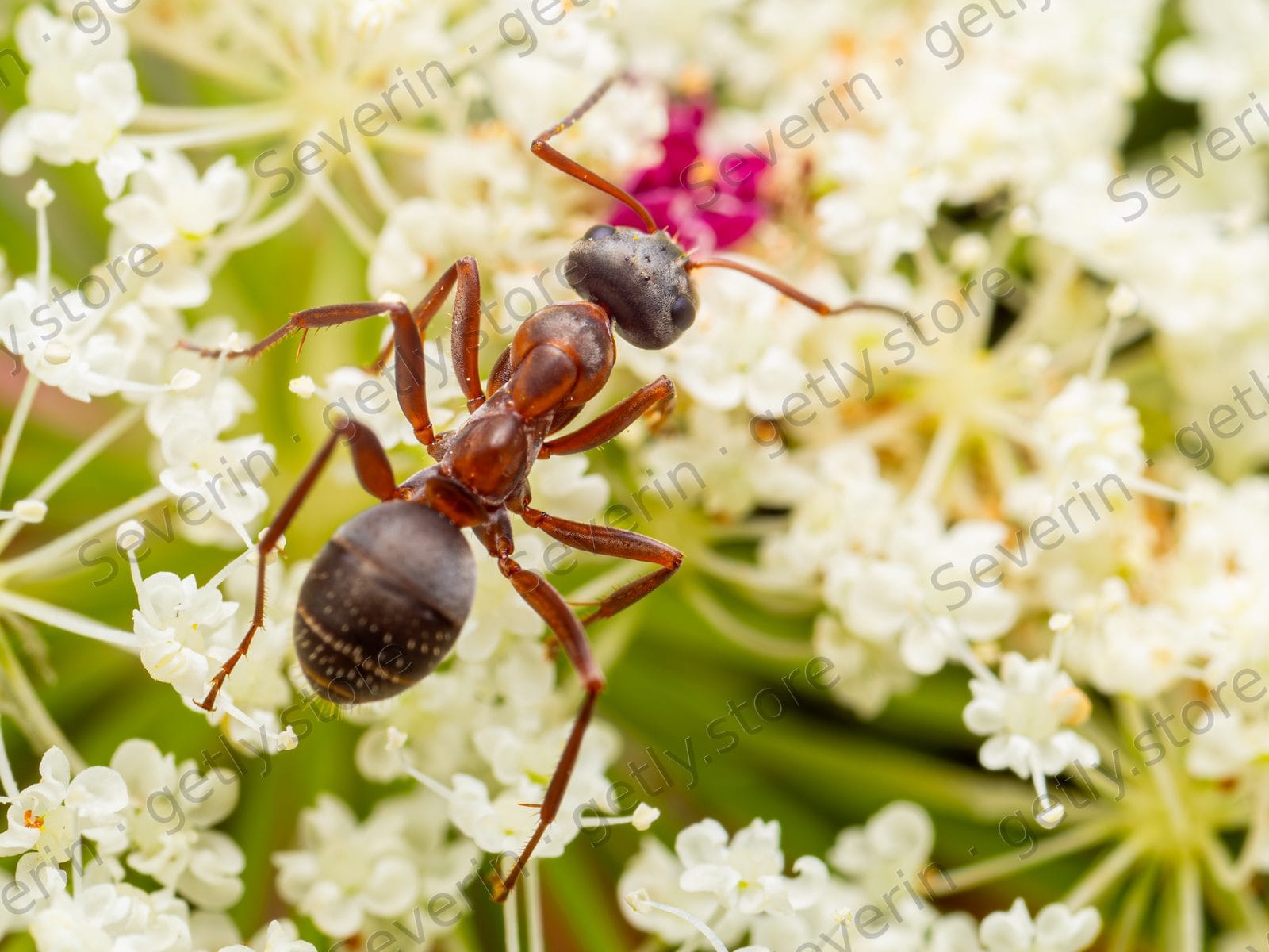 Brown ant on a white flower cluster