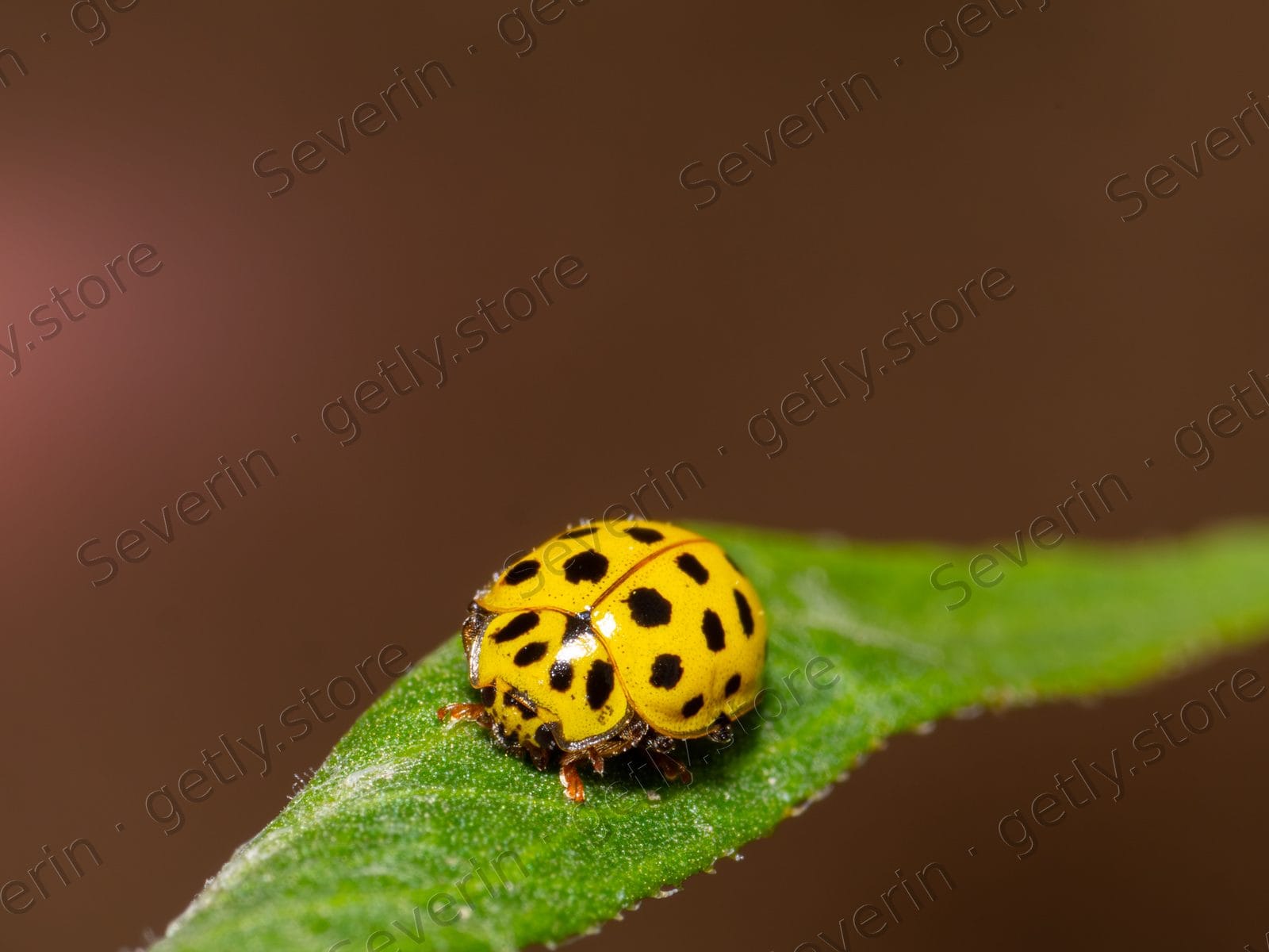 Yellow 22-spot ladybug on a green leaf