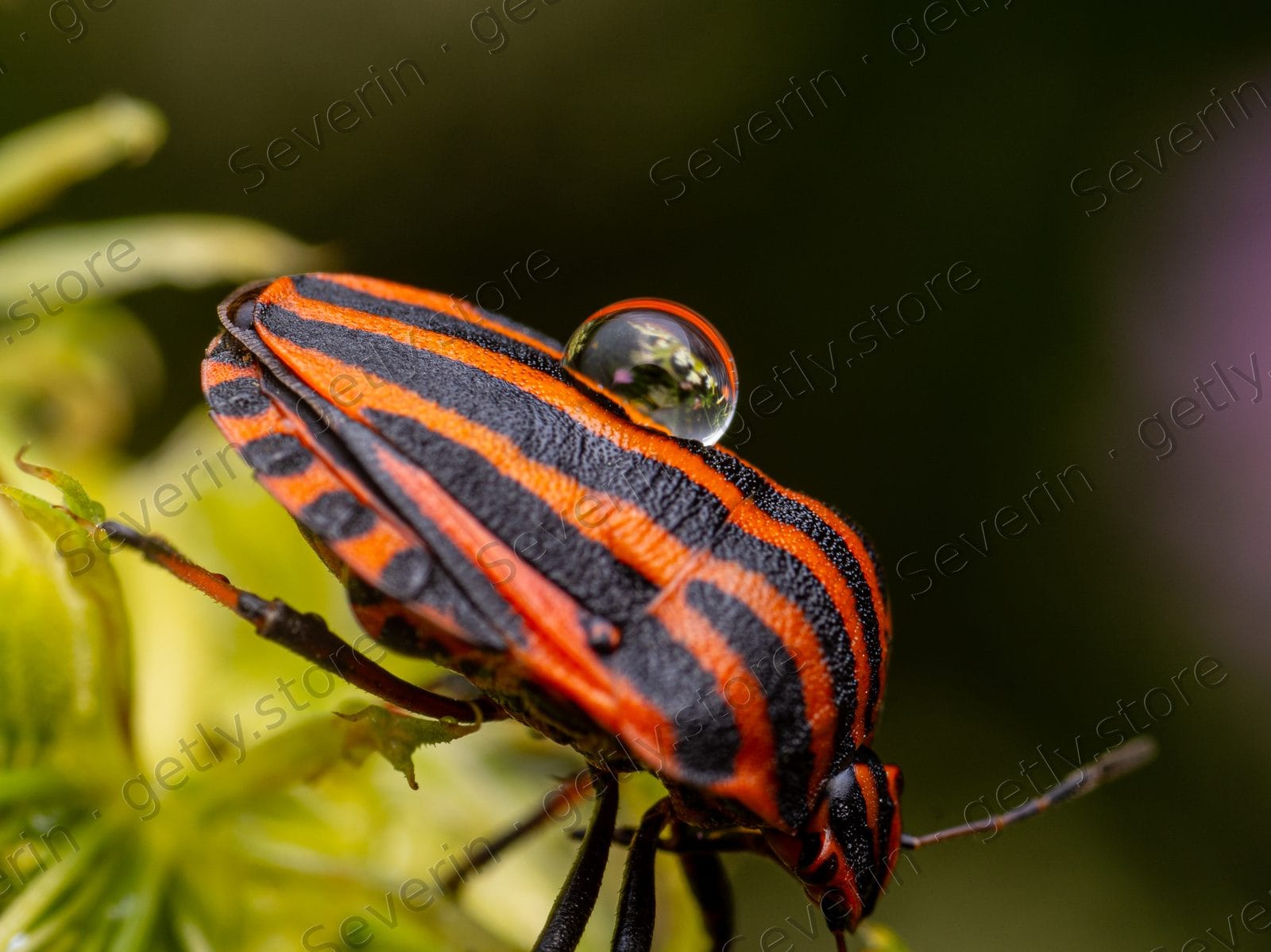 Striped shield bug with a dewdrop on a plant