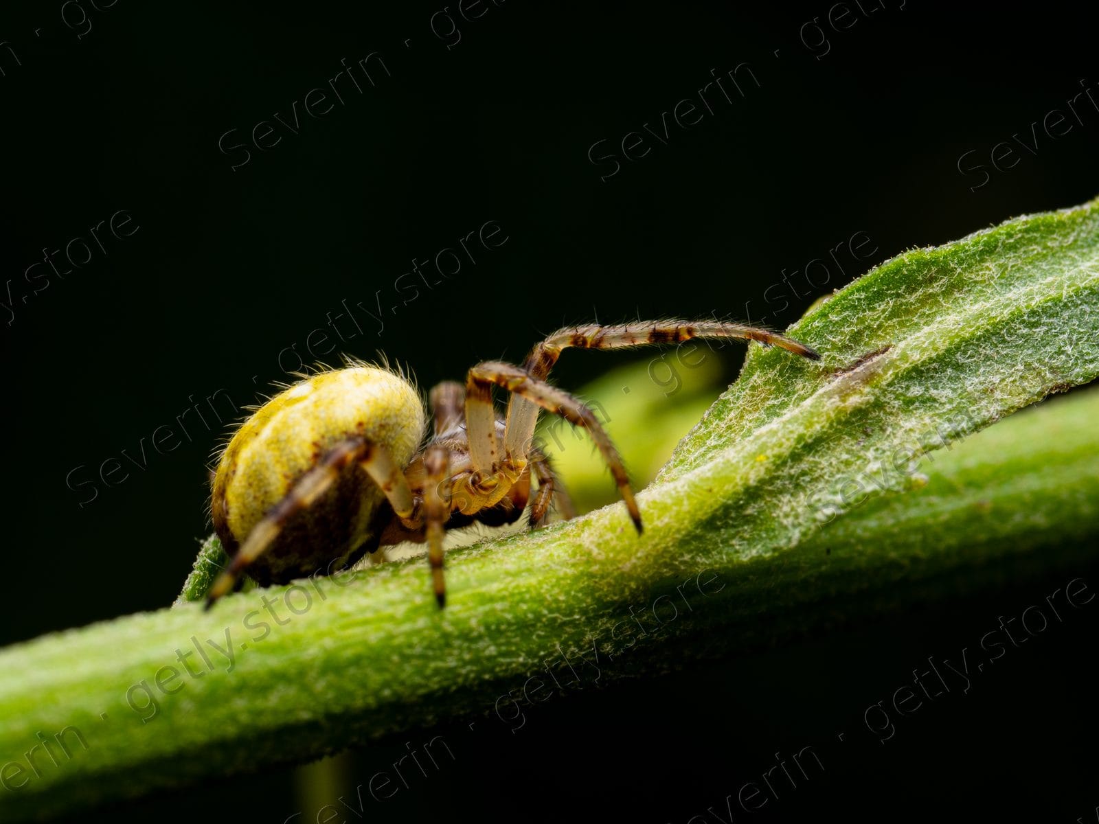Small yellow-green spider on a green leaf