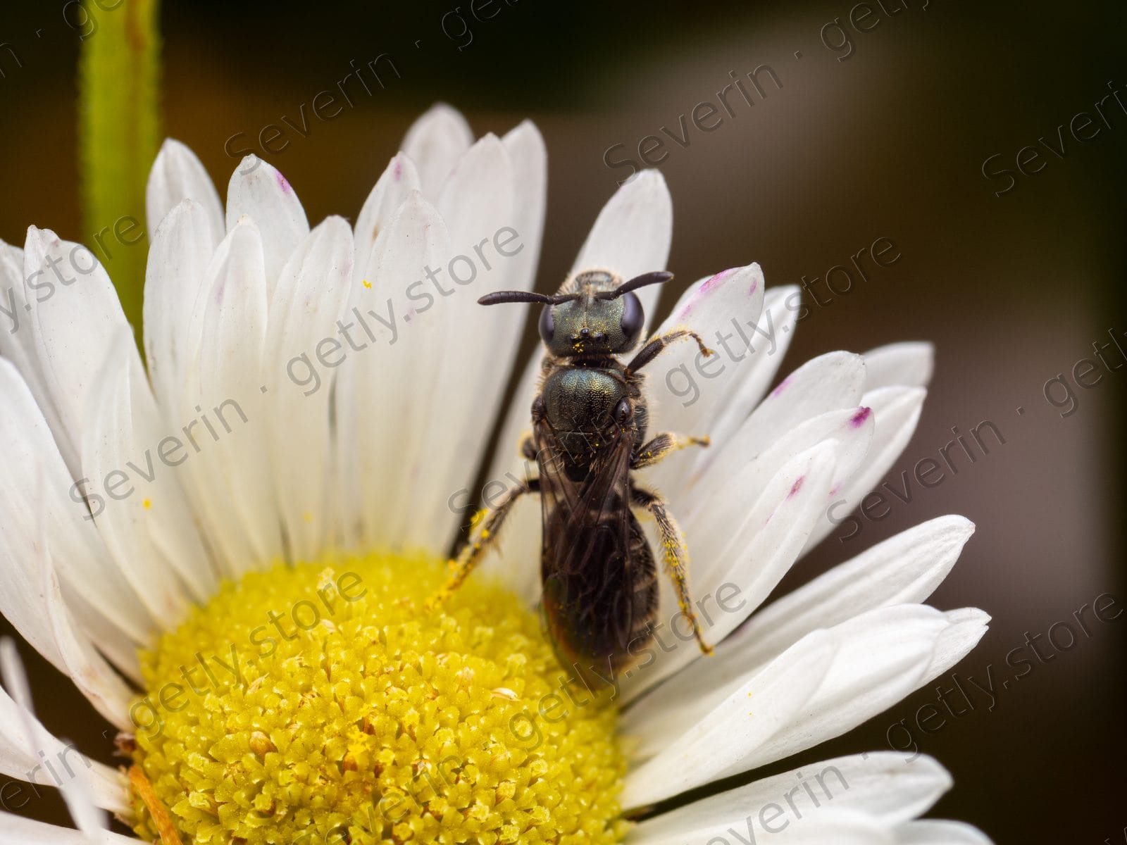 Small dark bee on white daisy petals