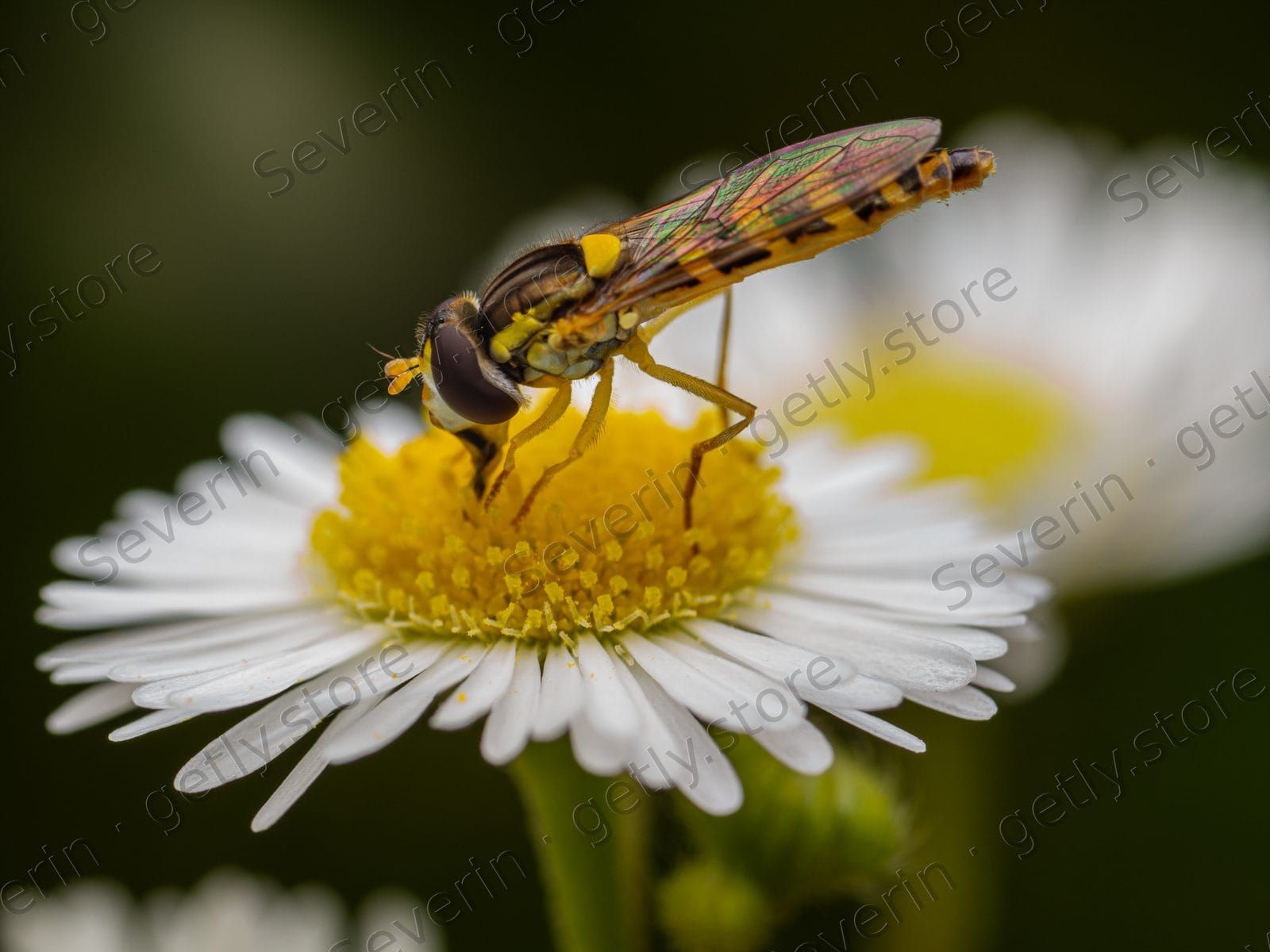 Striped hoverfly on a white daisy