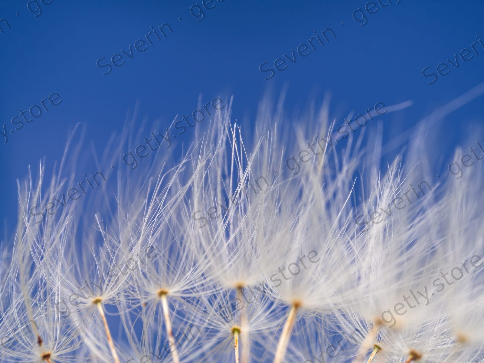 Dandelion seed parachutes against a blue sky