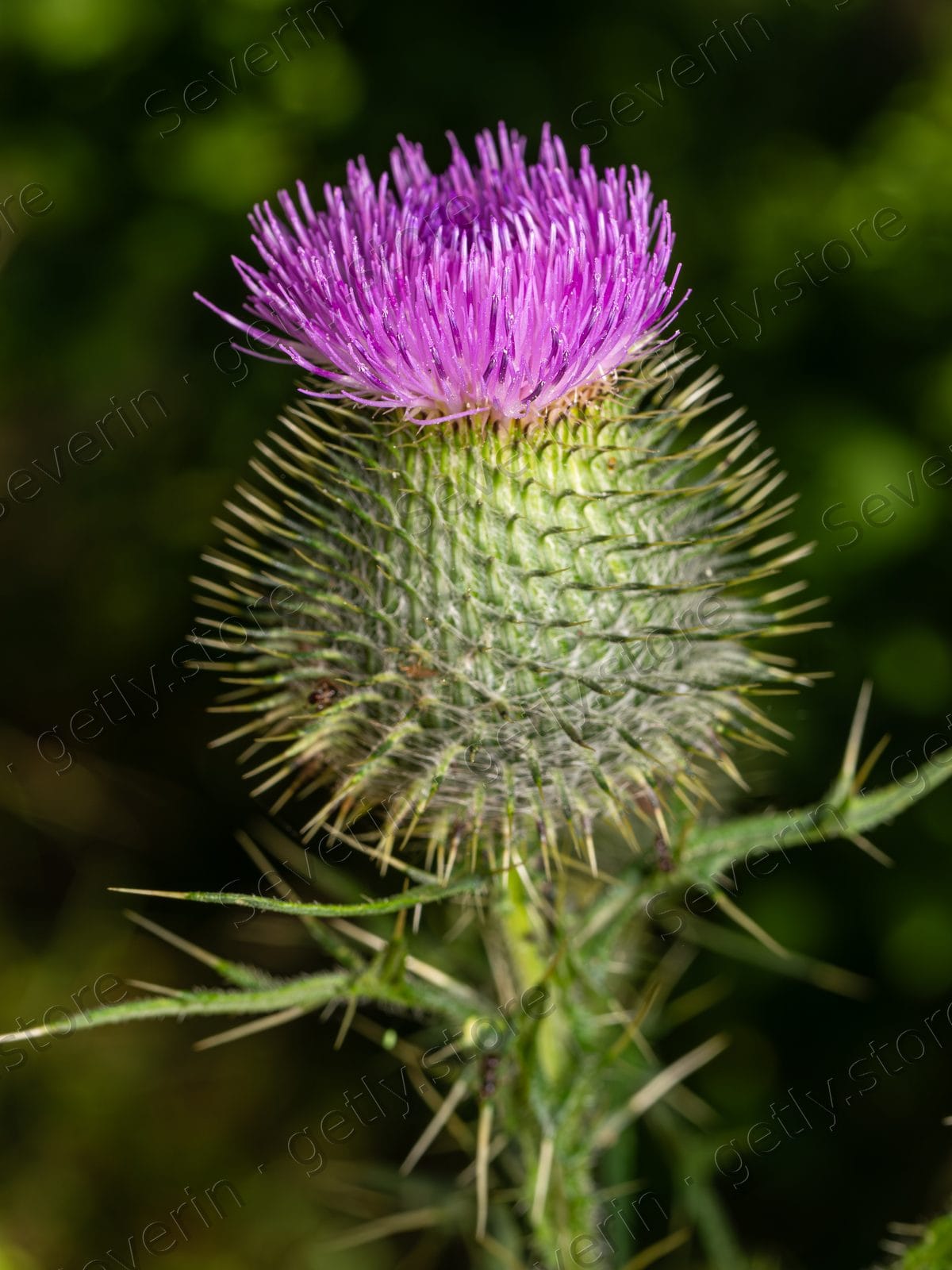 Spiky thistle bud with a purple flower crown
