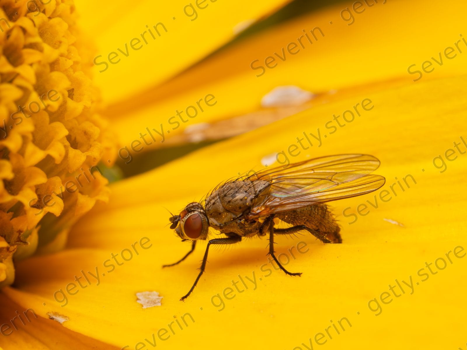 Small dark fly on bright yellow petals