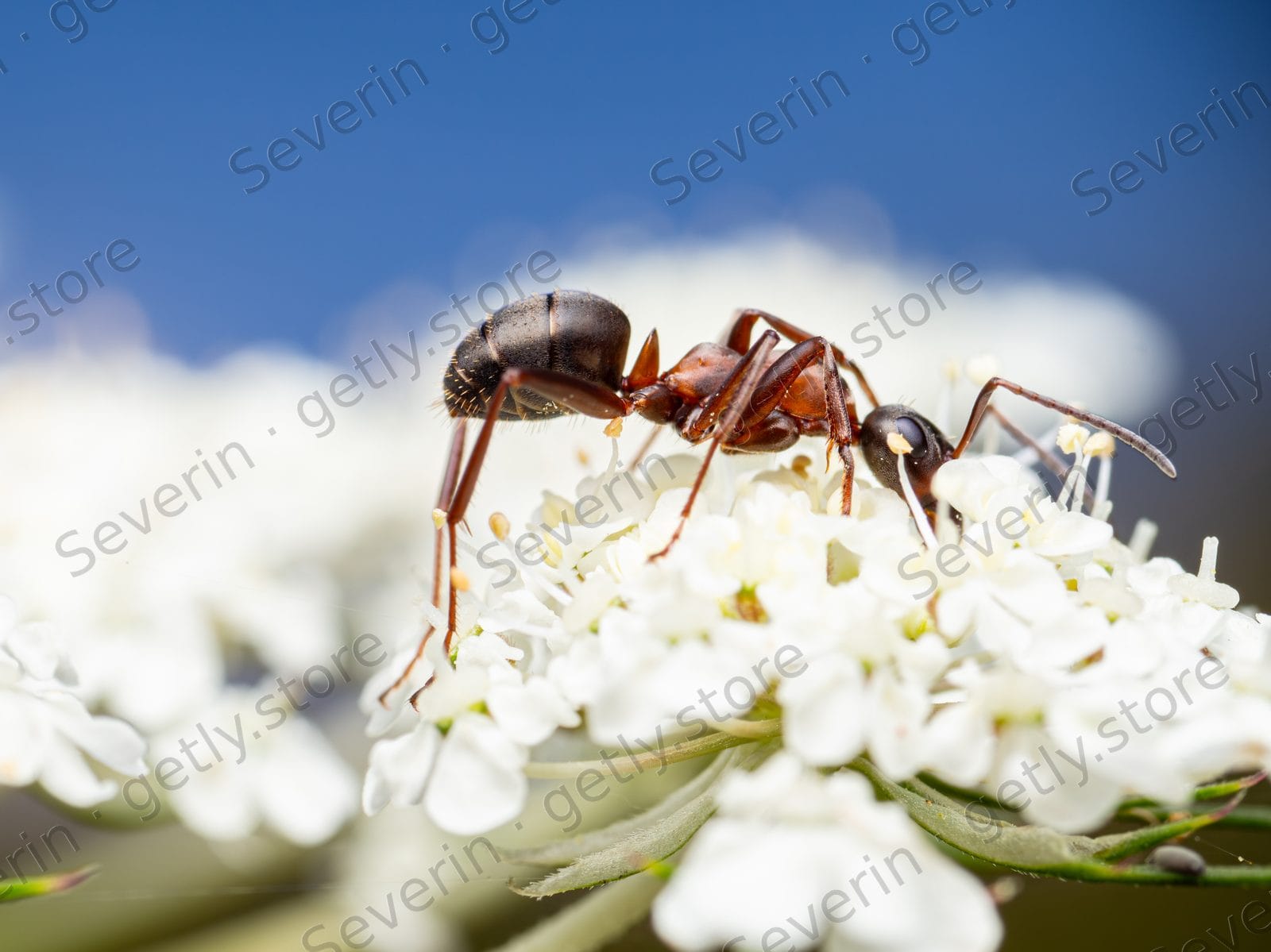 Ant profile on a cluster of white flowers