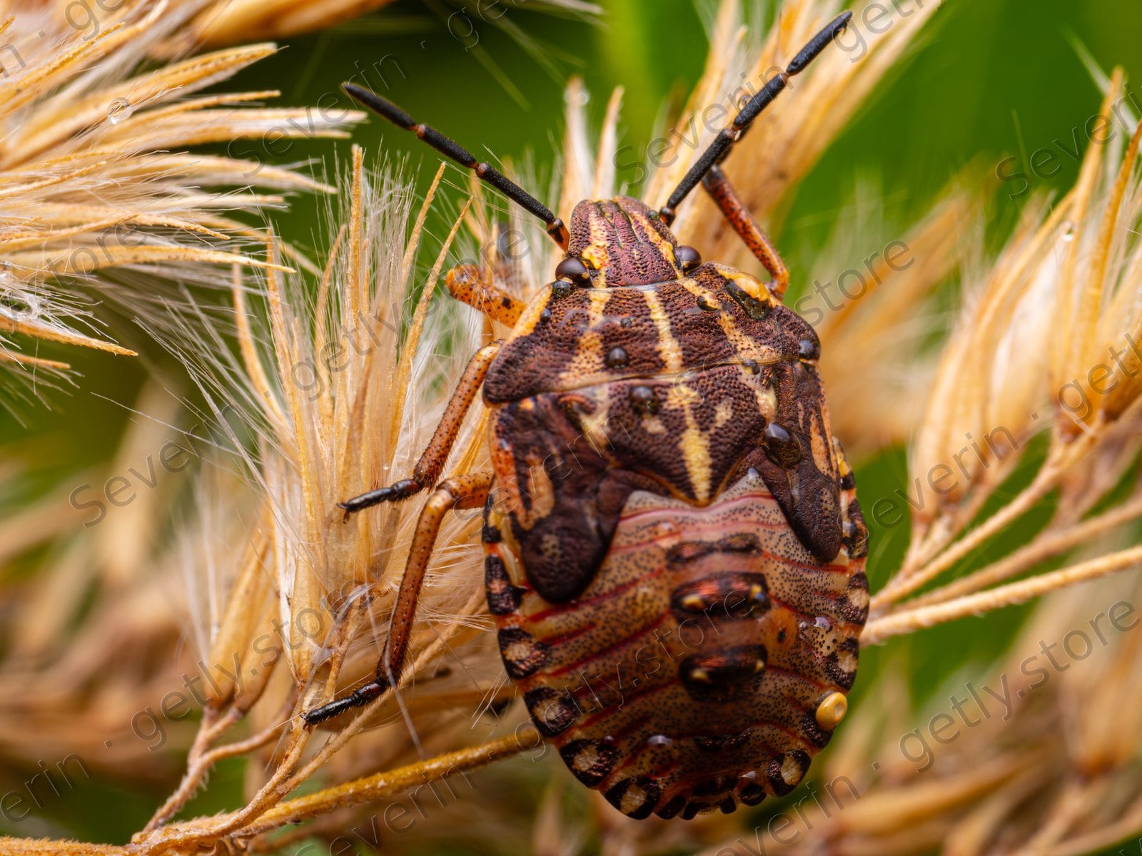 Brown shield bug nymph on dried grass