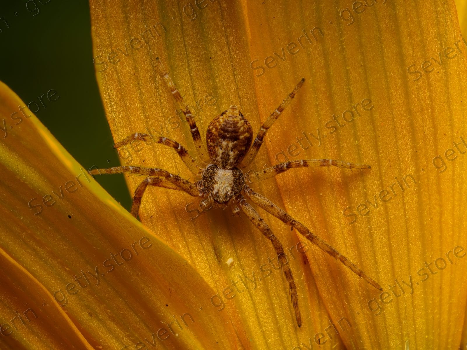 Patterned tan spider on yellow flower petals