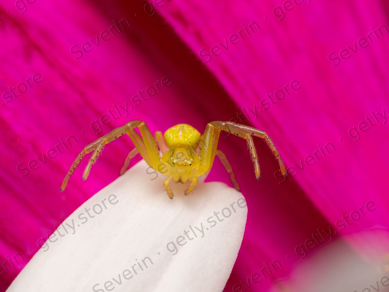 Yellow crab spider on a white petal, pink bokeh