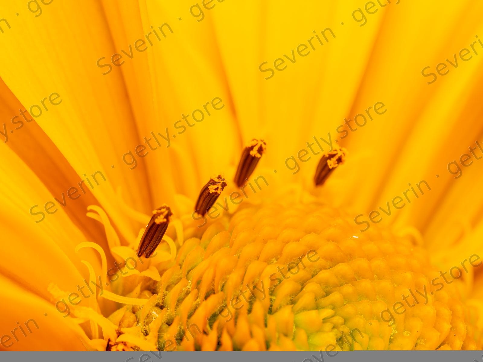 Macro of yellow daisy disk florets