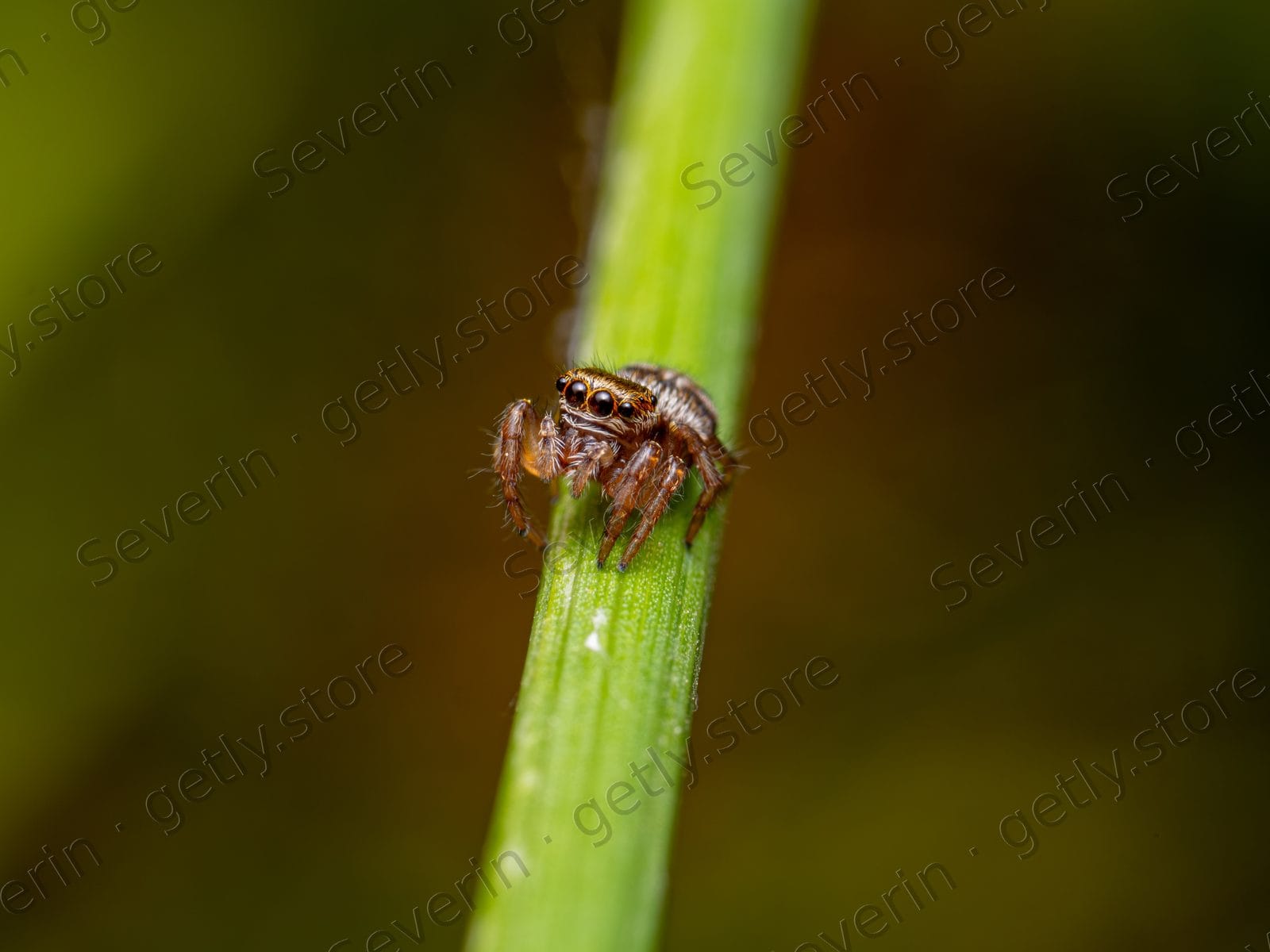 Jumping spider climbing a vertical green stem