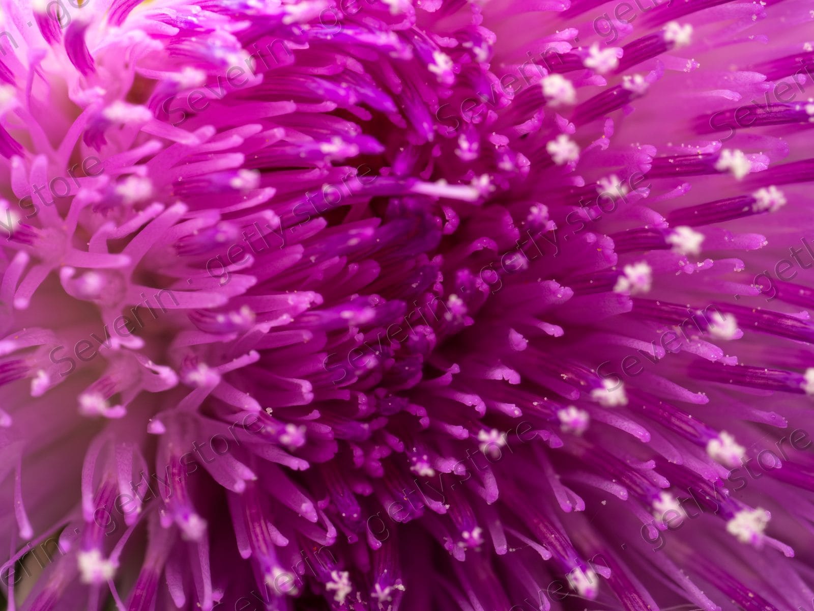 Extreme close-up of a purple thistle flower