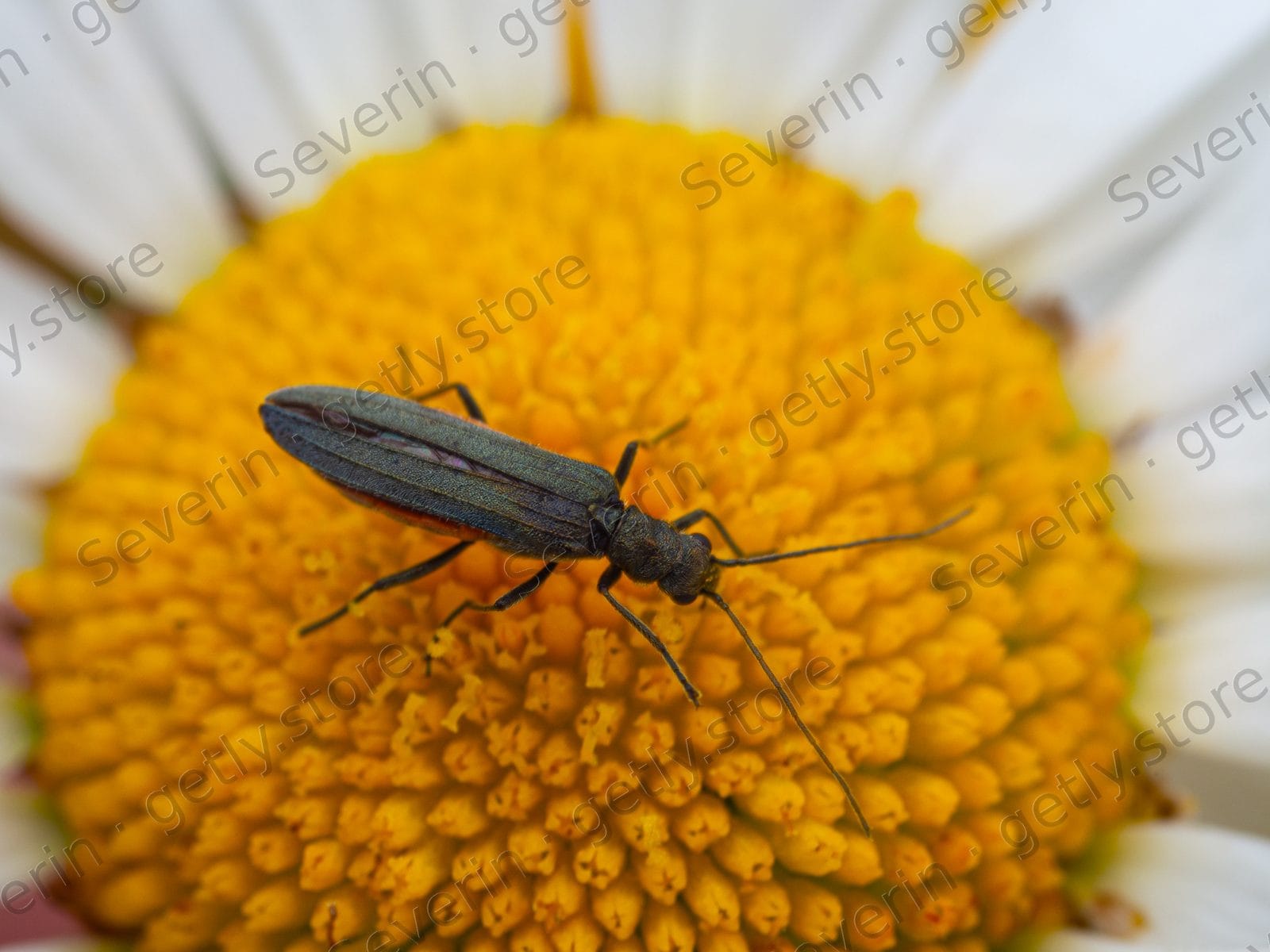 Slender black insect on a yellow daisy disk
