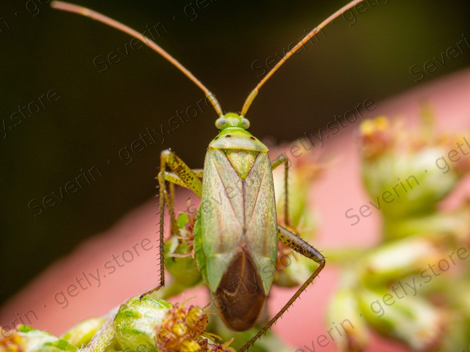 Green shield bug on green and red flower buds