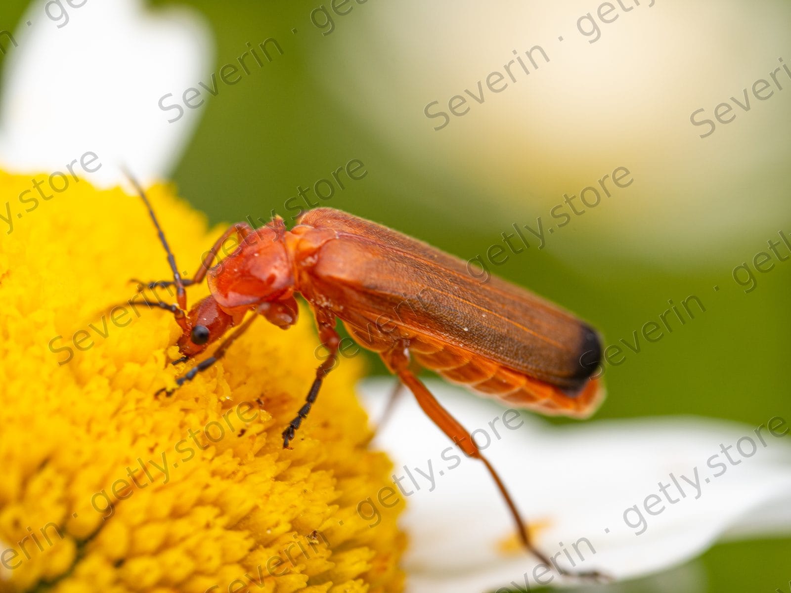 Orange soldier beetle on a yellow flower head