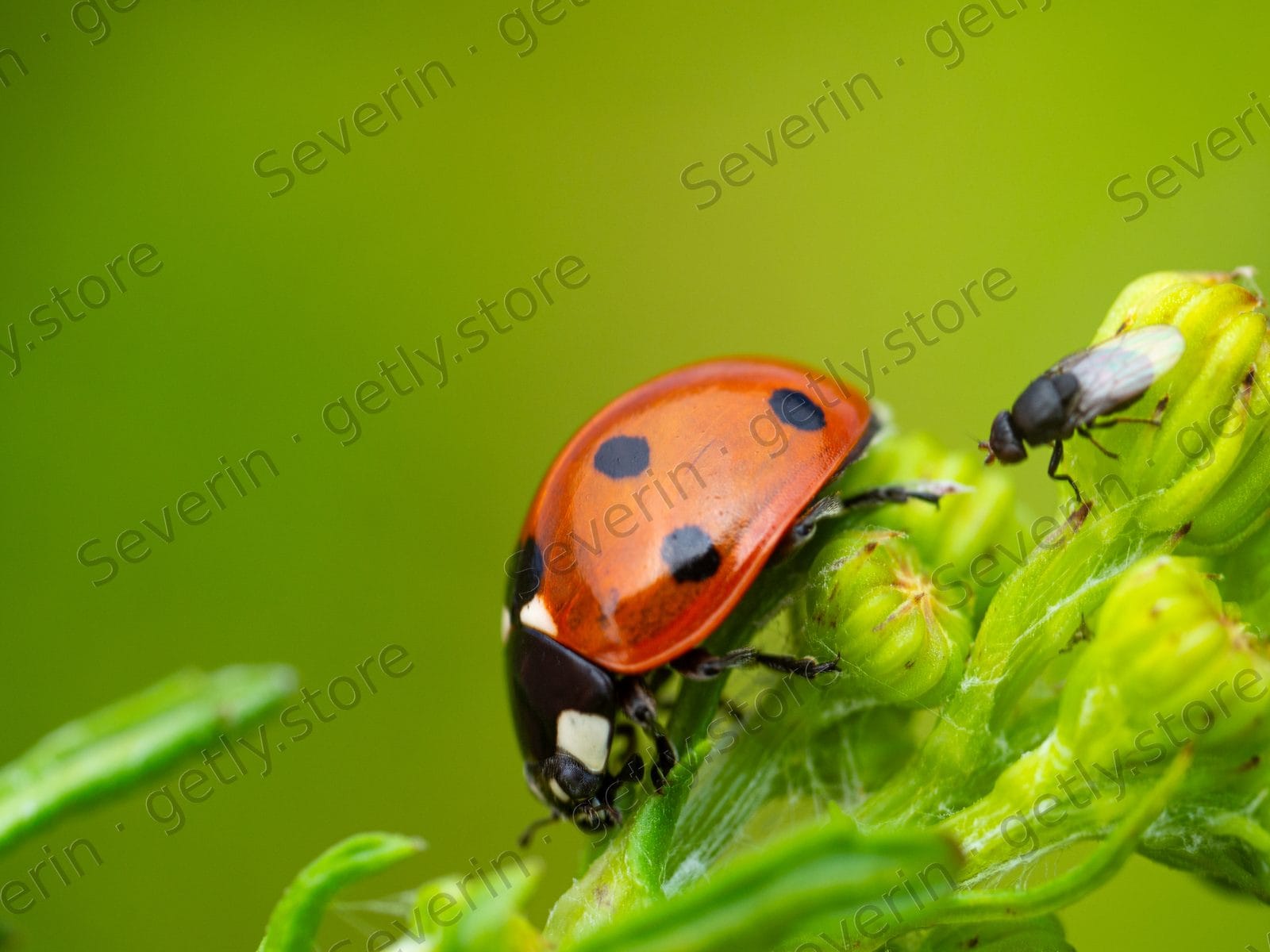 Seven-spot ladybug and fly on a green bud