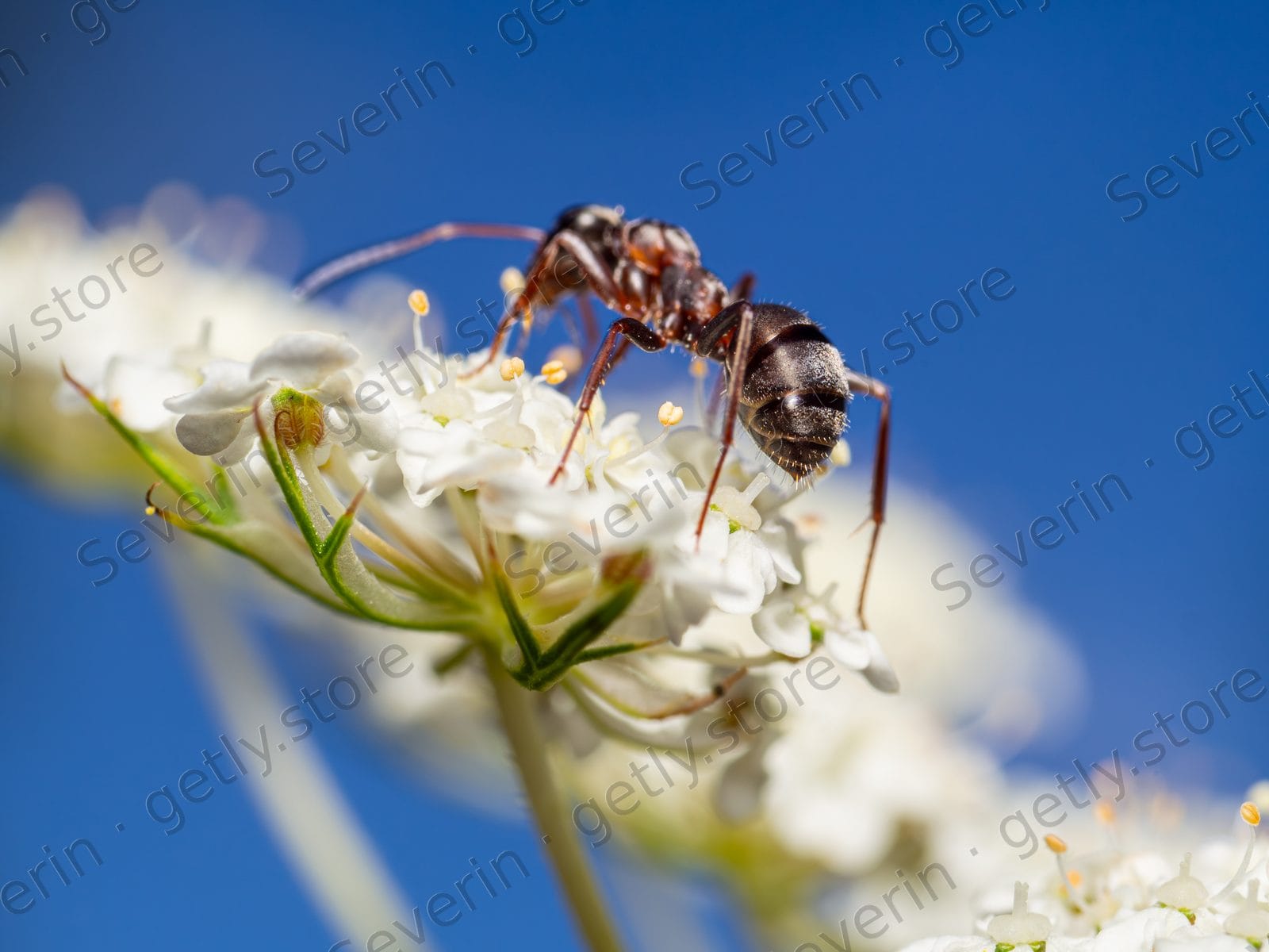 Ant on white flowers against a blue sky