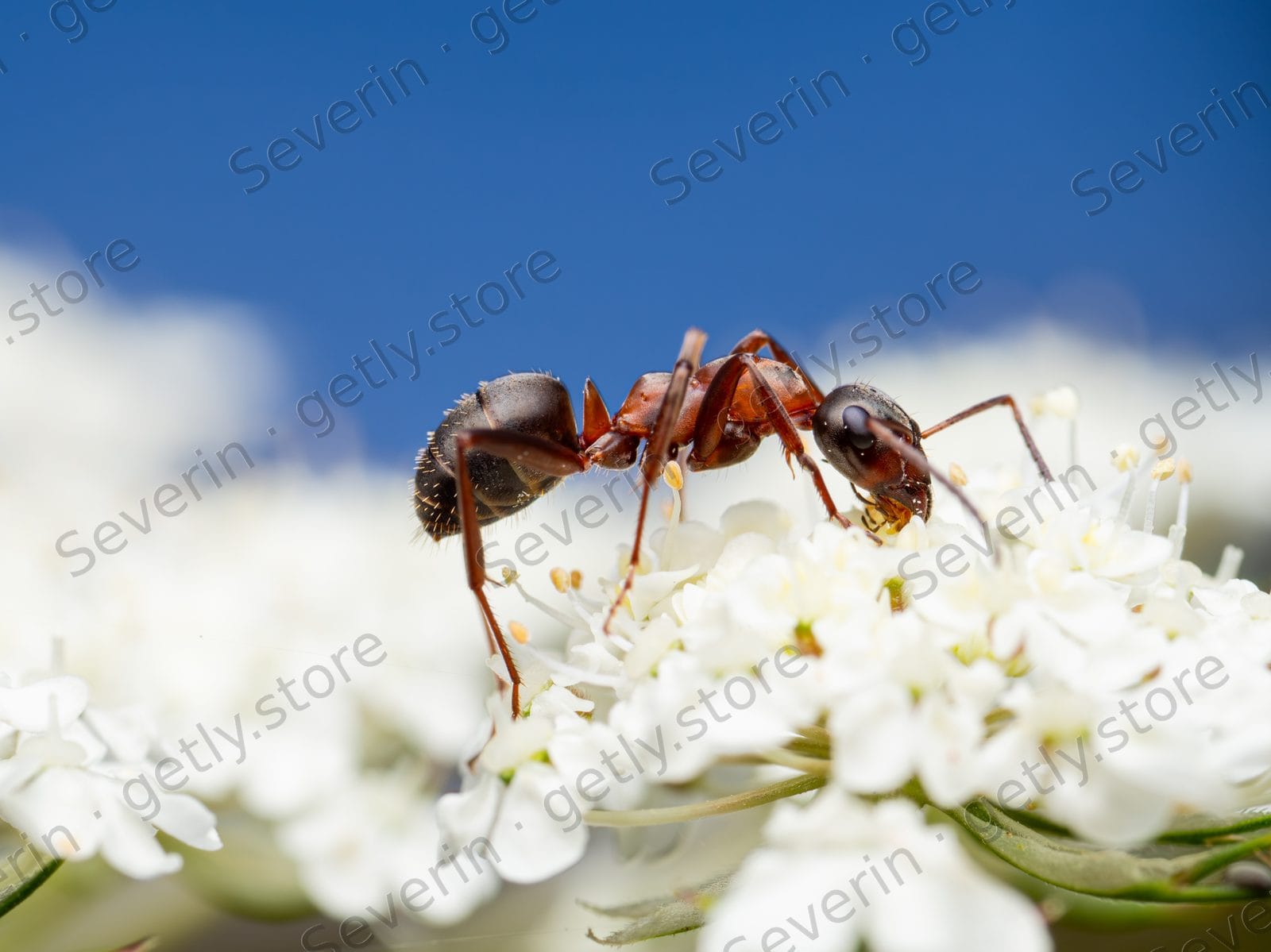 Side view of an ant on white flowers