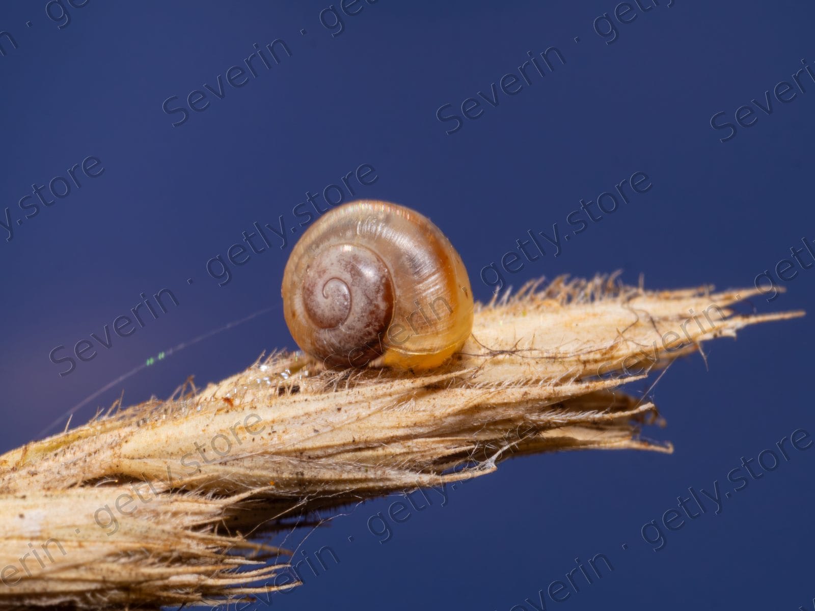 Small snail shell on the tip of dry wood