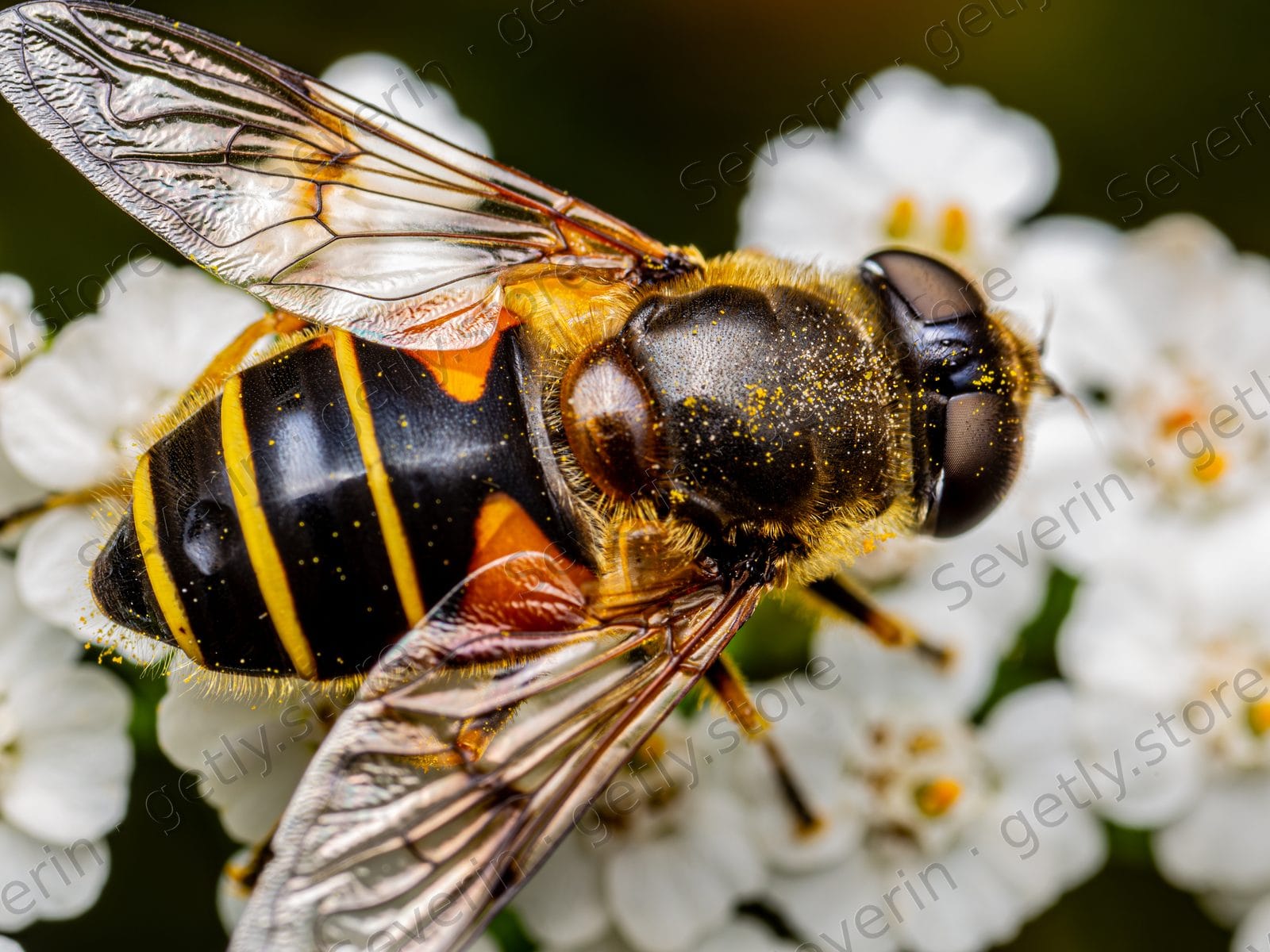 Hoverfly on a cluster of tiny white flowers