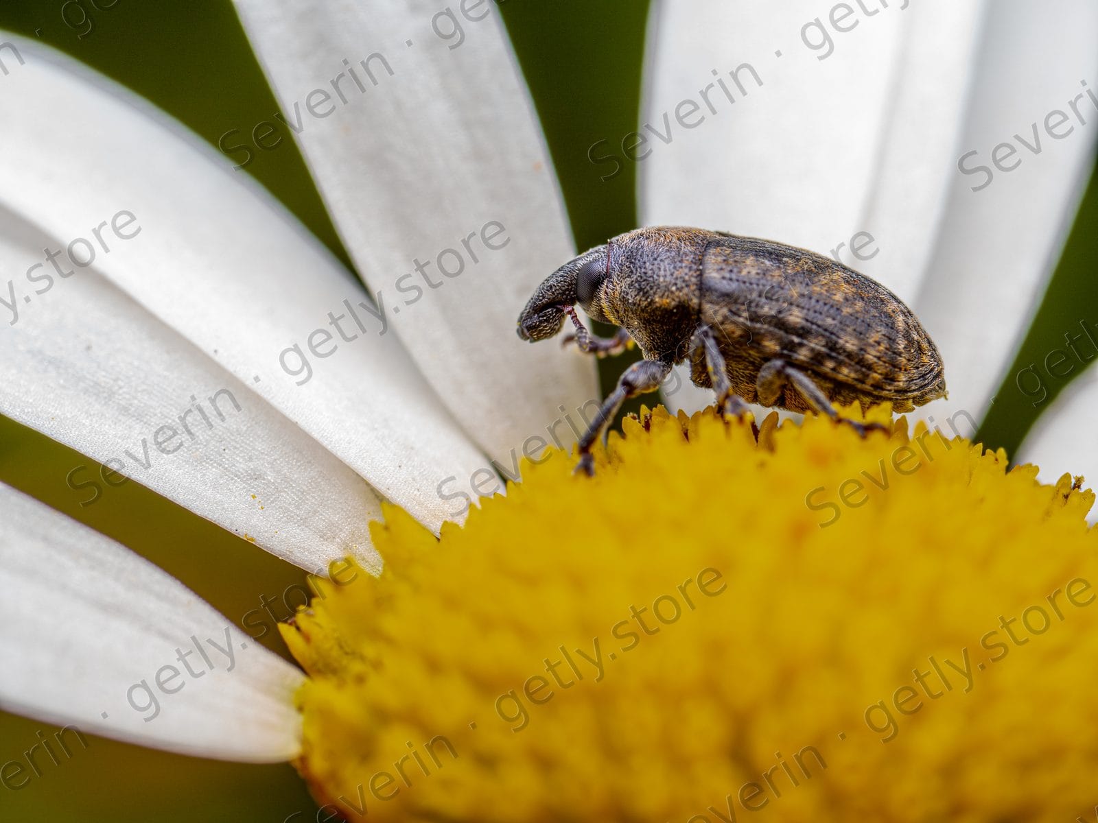 Mottled brown beetle on a yellow daisy center