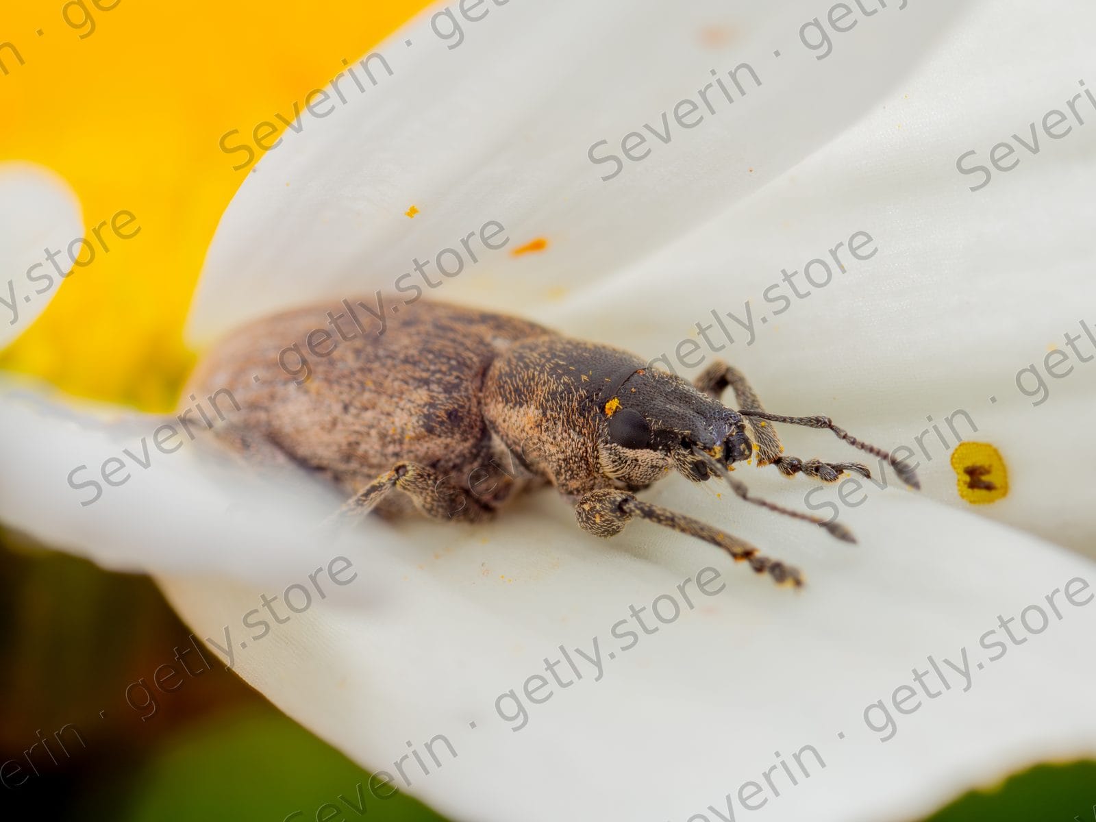 Profile of a weevil on a white petal