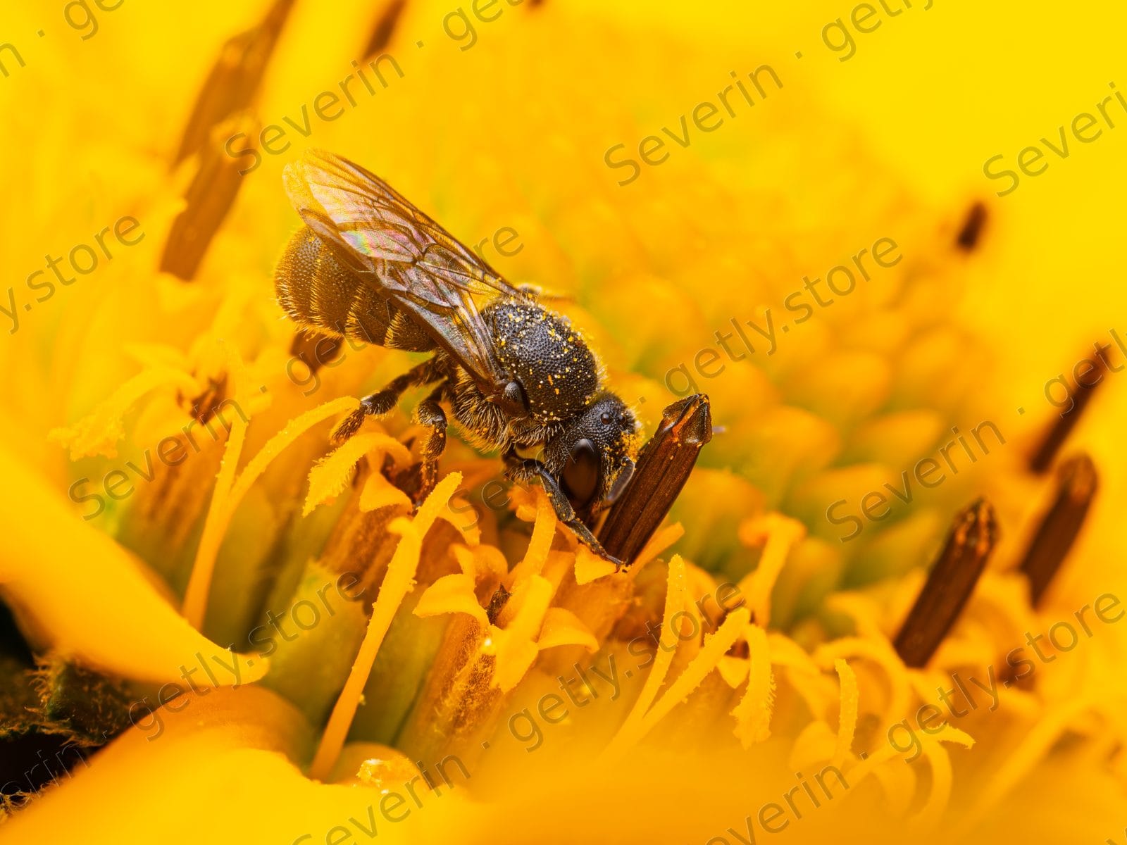 Small bee foraging on a bright yellow flower
