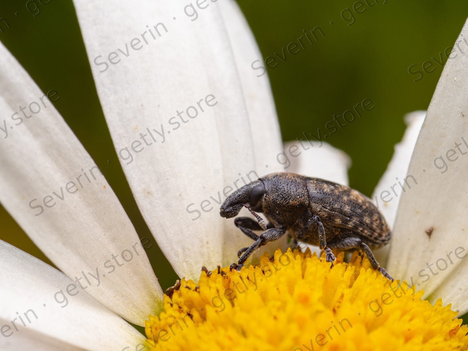 Dark weevil on a white daisy petal