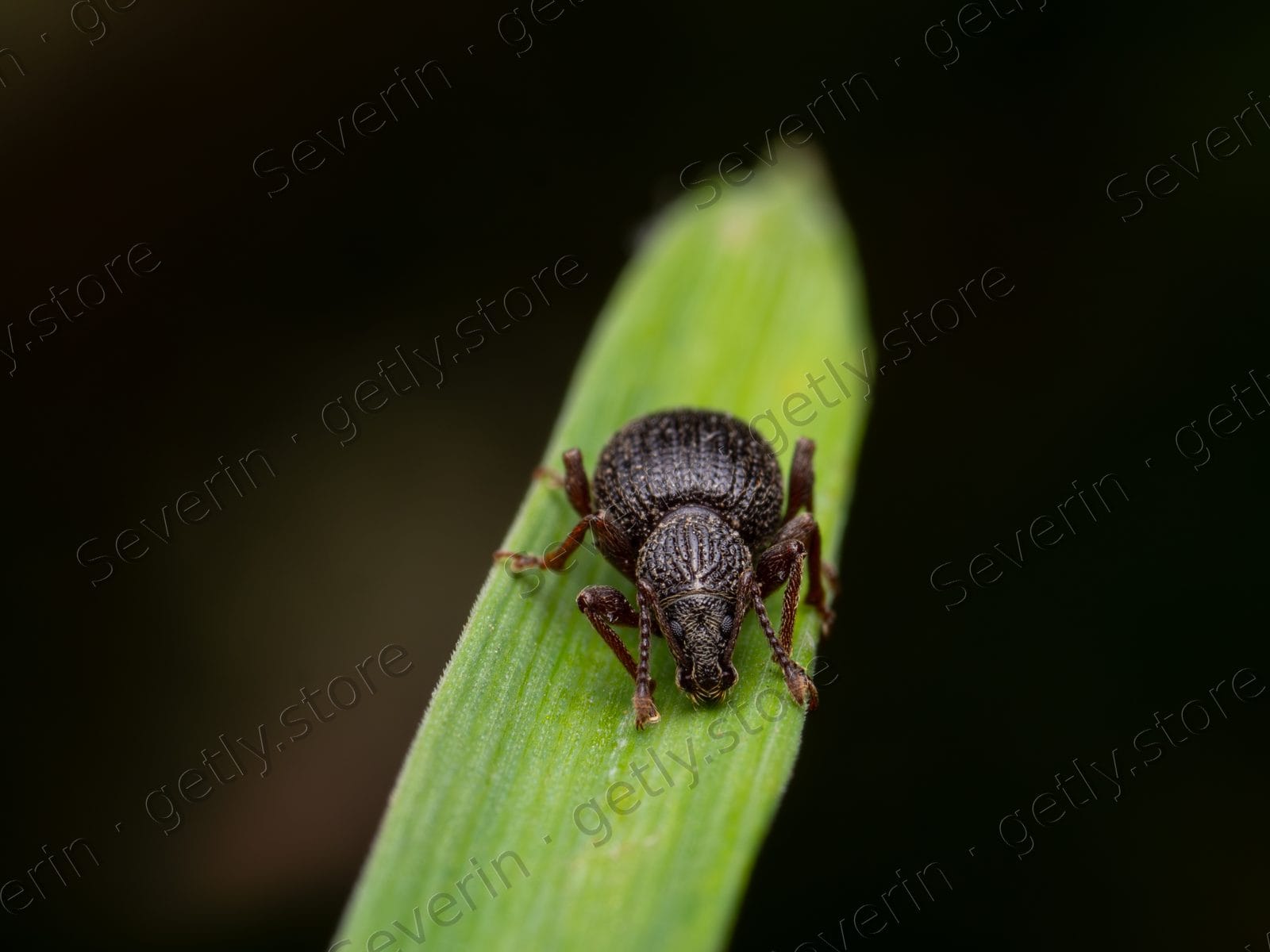 Tiny dark beetle on a green leaf blade