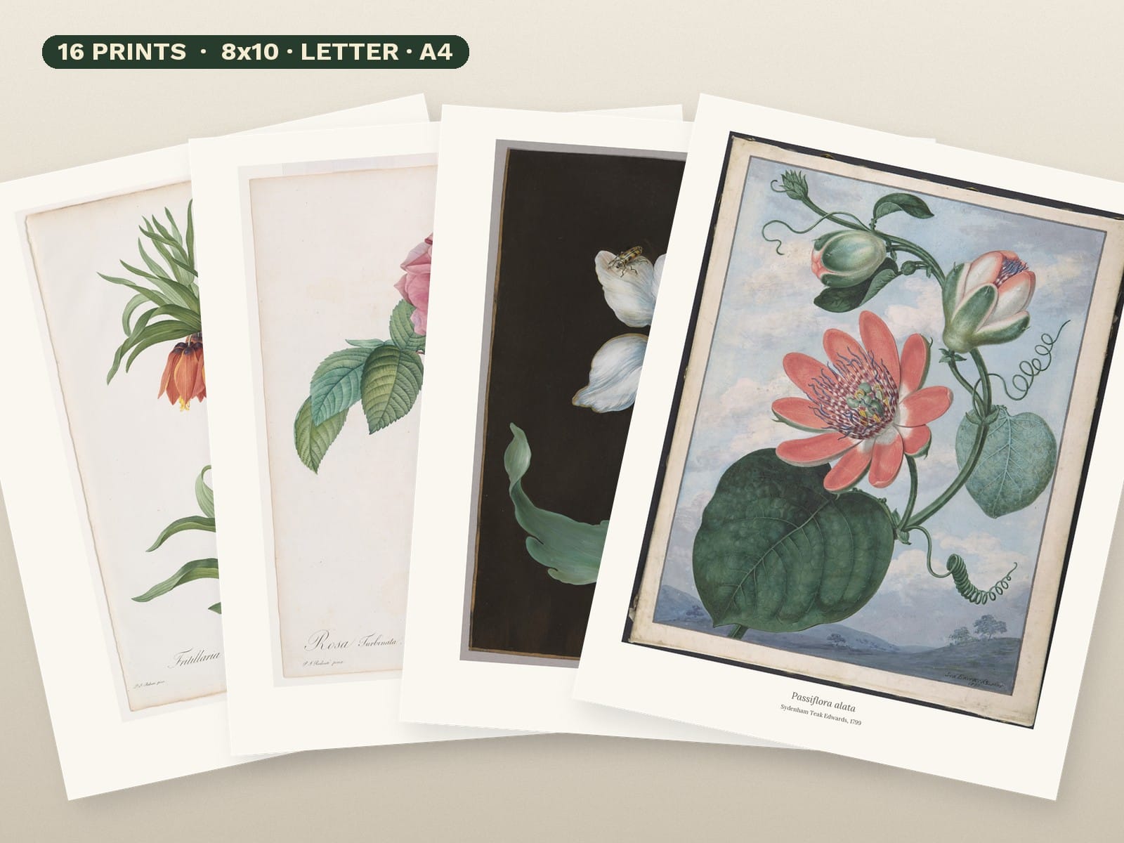 Vintage Botanical Prints: 16 Printable Wall Art Flower Illustrations, 8x10, Letter, A4