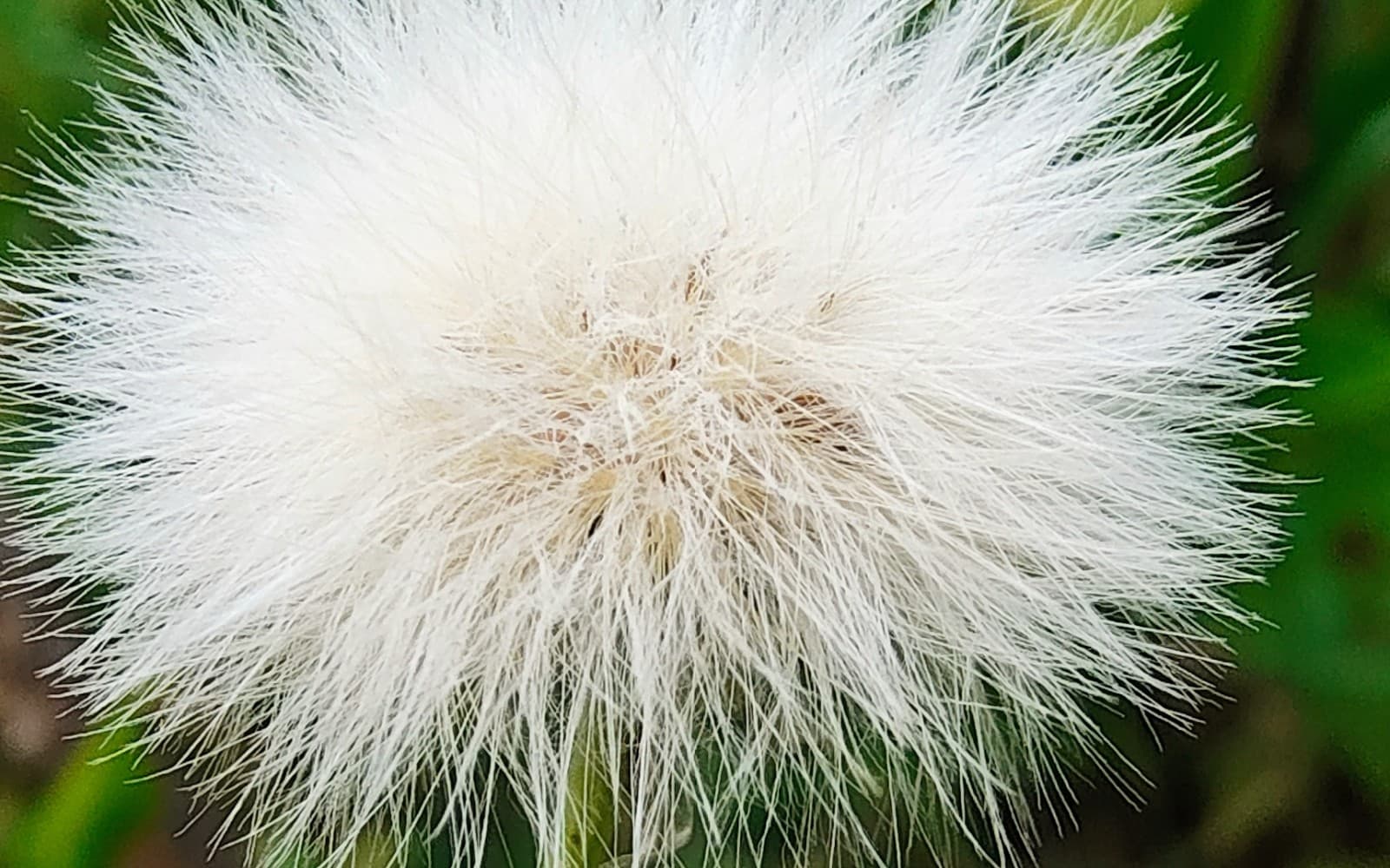 White flowers