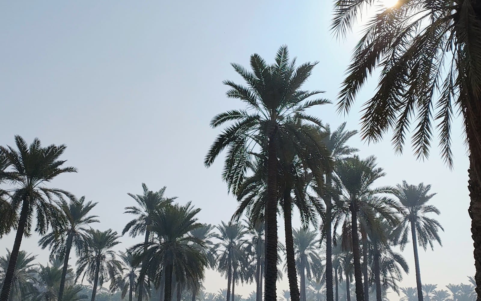 Palm date tree