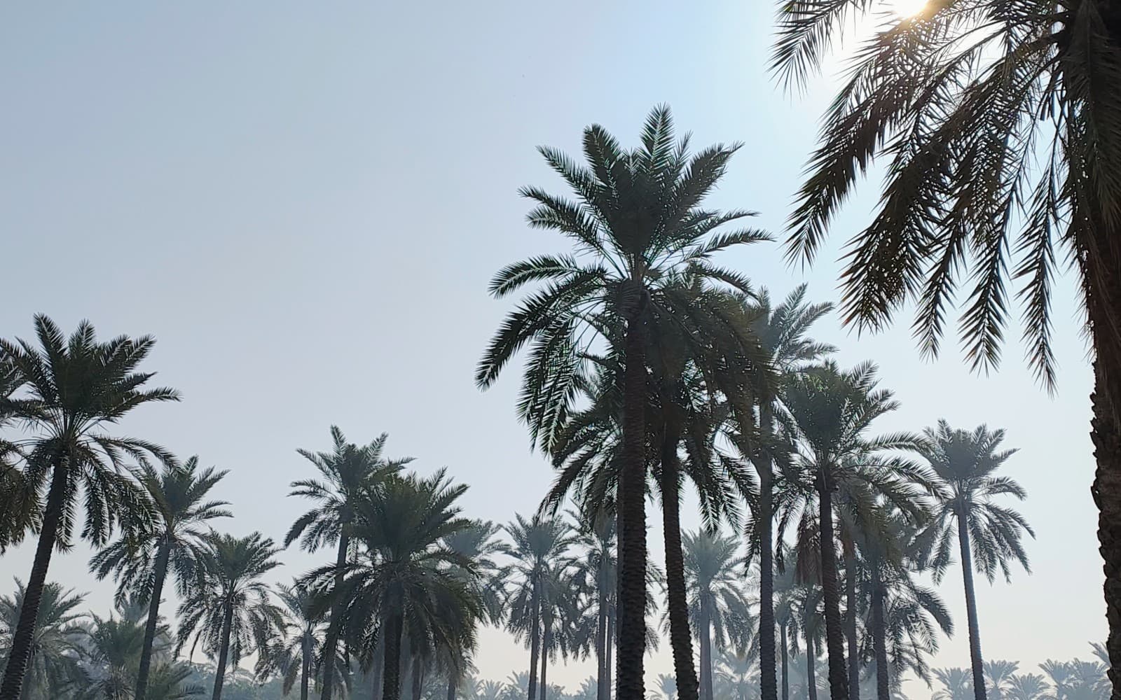 Palm date tree