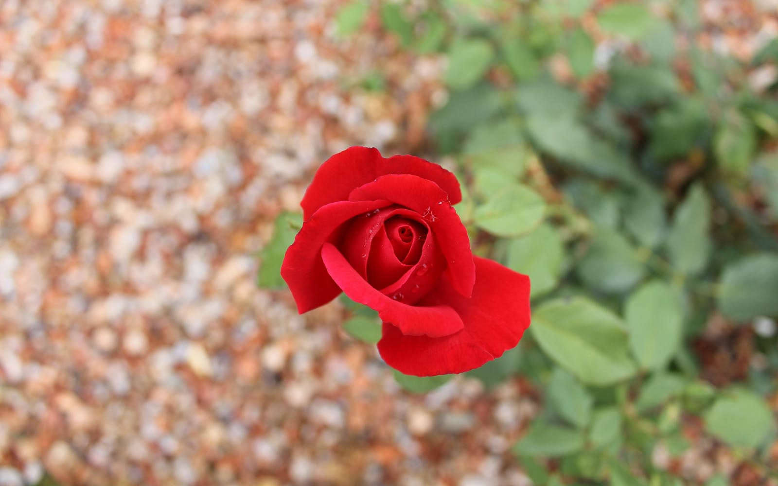 Red rose with green leaves on a blurred outdoor background, virtual flower product