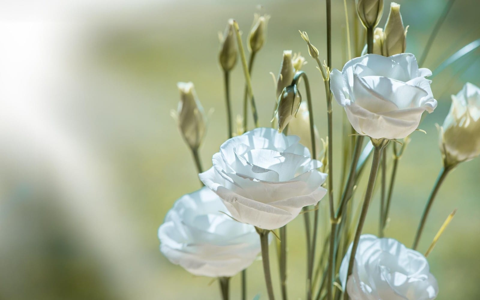 Flower picture