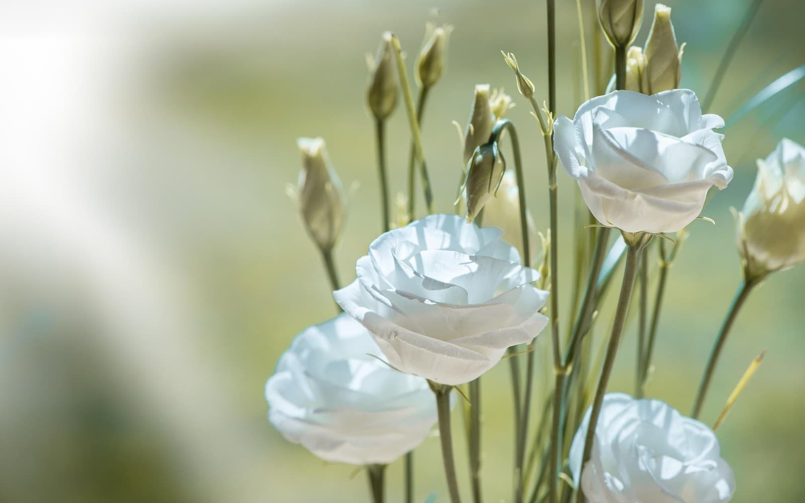Flower picture