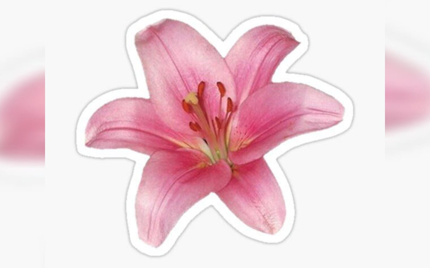 Cute Lily Flower PNG