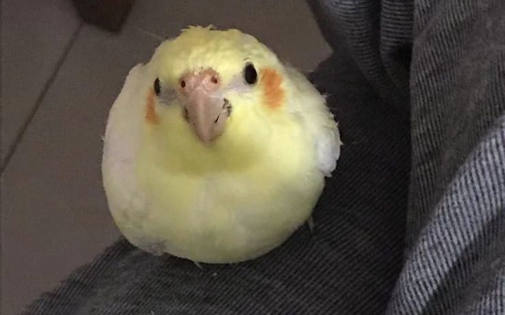 Small yellow pet chick standing on a couch cushion, cute animal photo