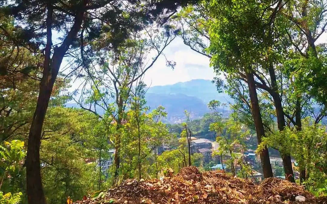 Soft sunrays, quiet tea, and a moment of peace under the trees. A simple scene that feels like calm.